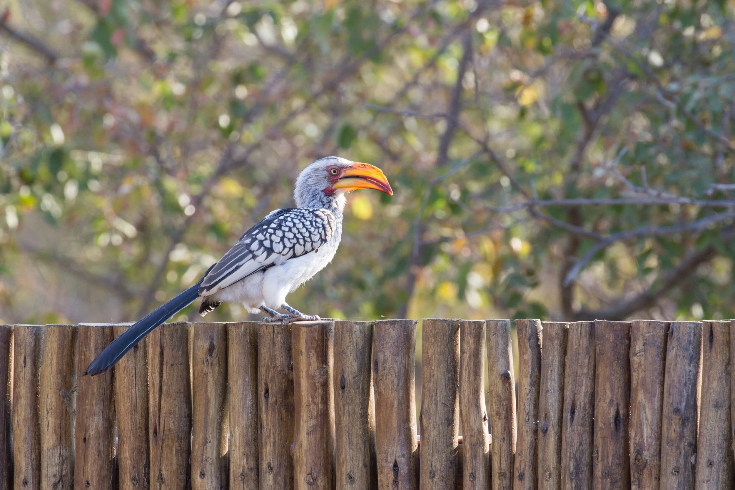 Garden Visitors-1.jpg