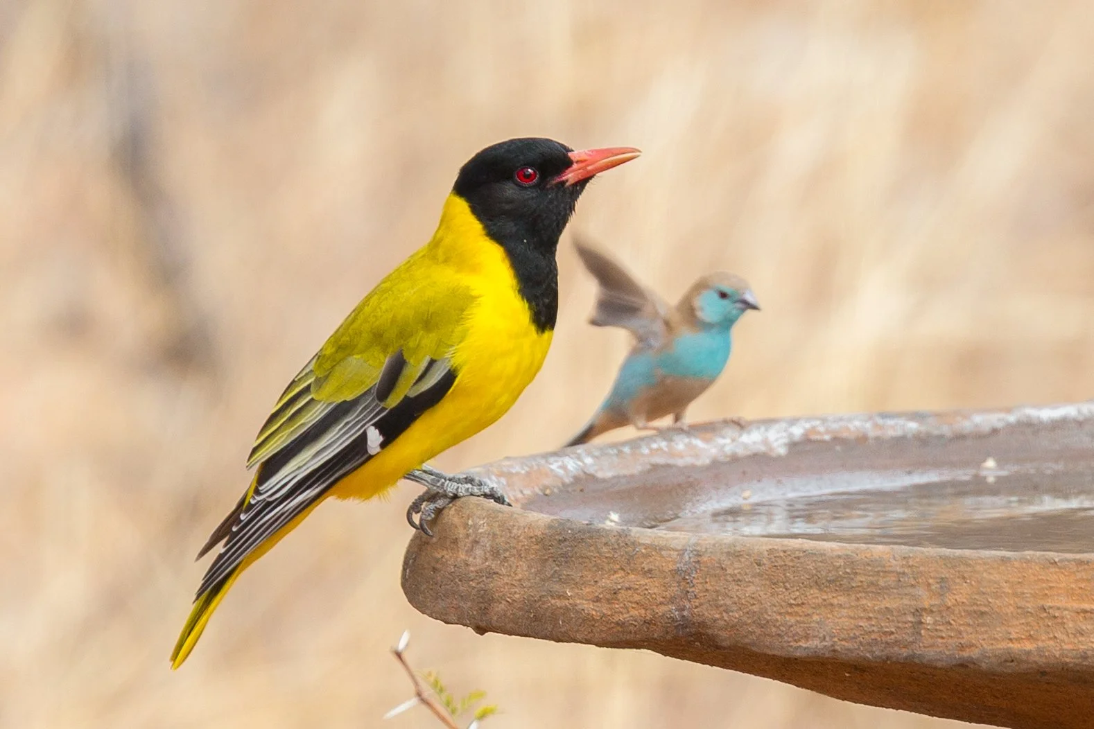 Garden Visitors-16.jpg