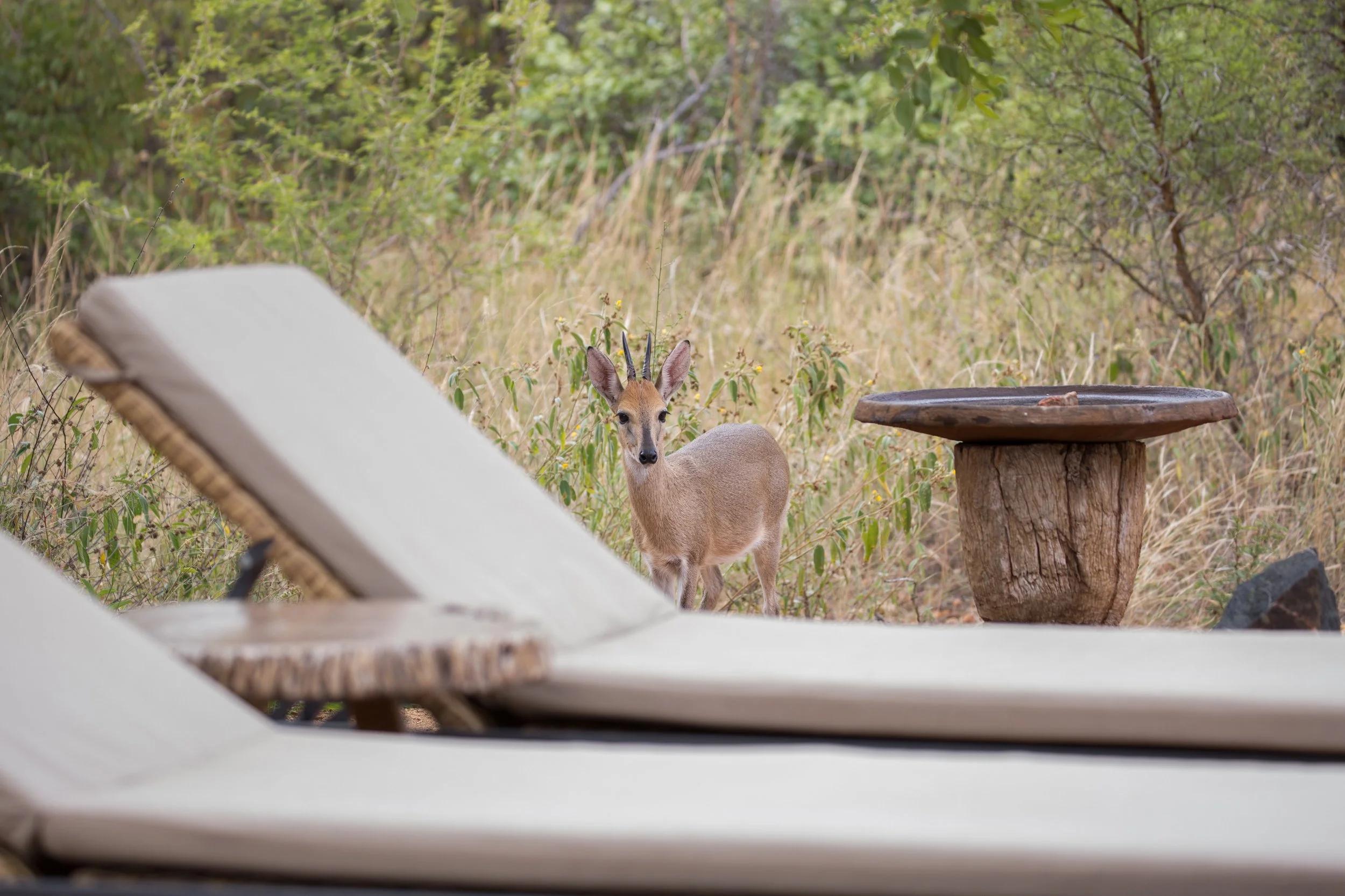 Garden Visitors-30.jpg