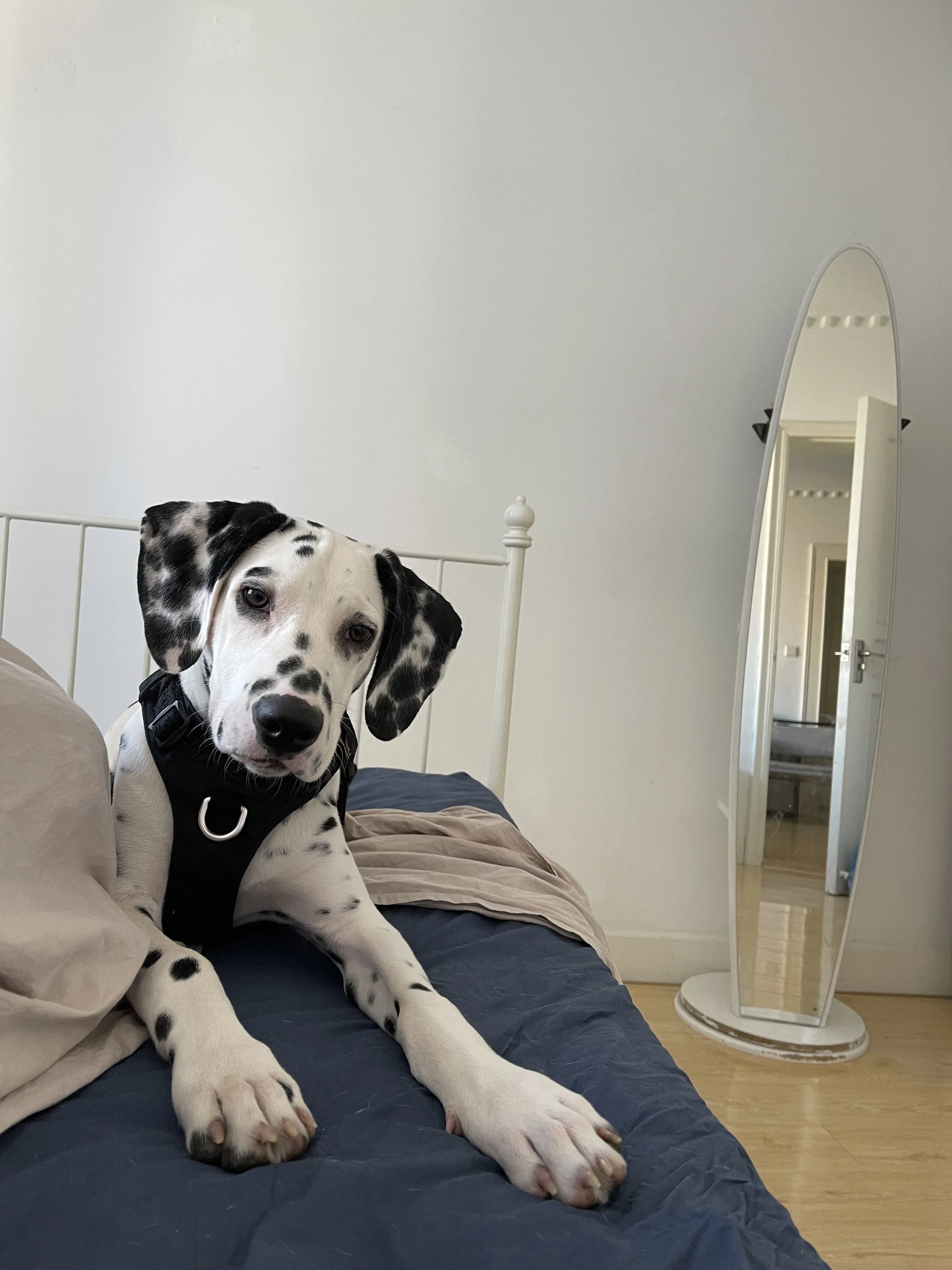 A black and white Dalmatian puppy lying on a bed with a navy blue blanket and beige pillows, with a white headboard behind. There is a tall, curved mirror reflecting an open door and part of the room.