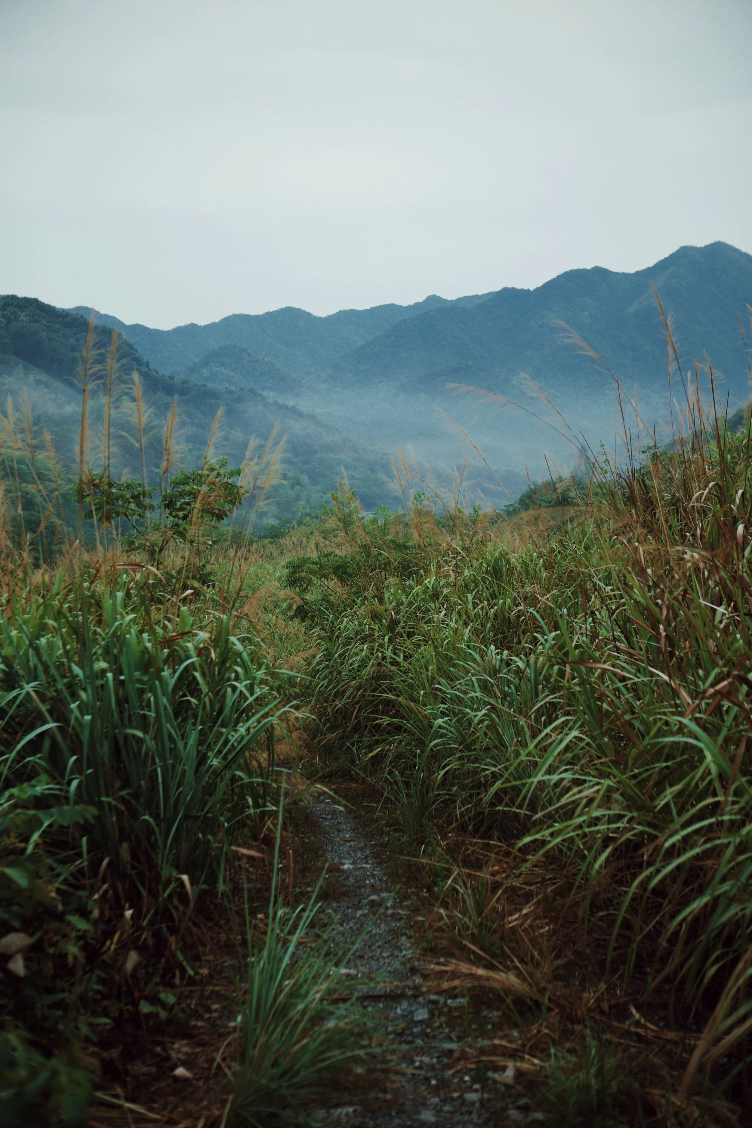 A narrow dirt path winds through tall green grass and plants in a mountainous landscape with misty hills in the background.