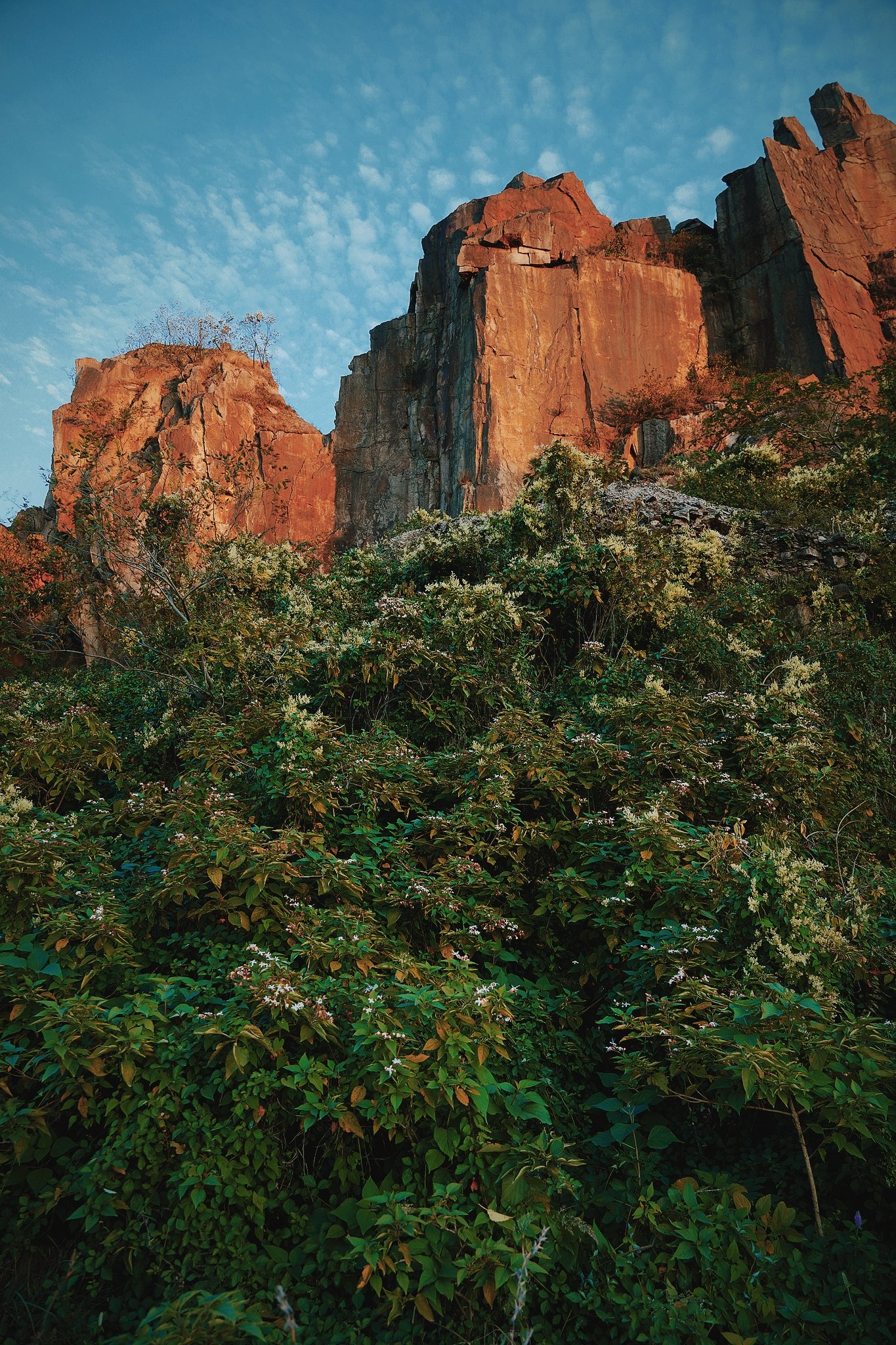 Red rock cliffs with green vegetation and white flowering plants in foreground, blue sky with scattered clouds overhead.