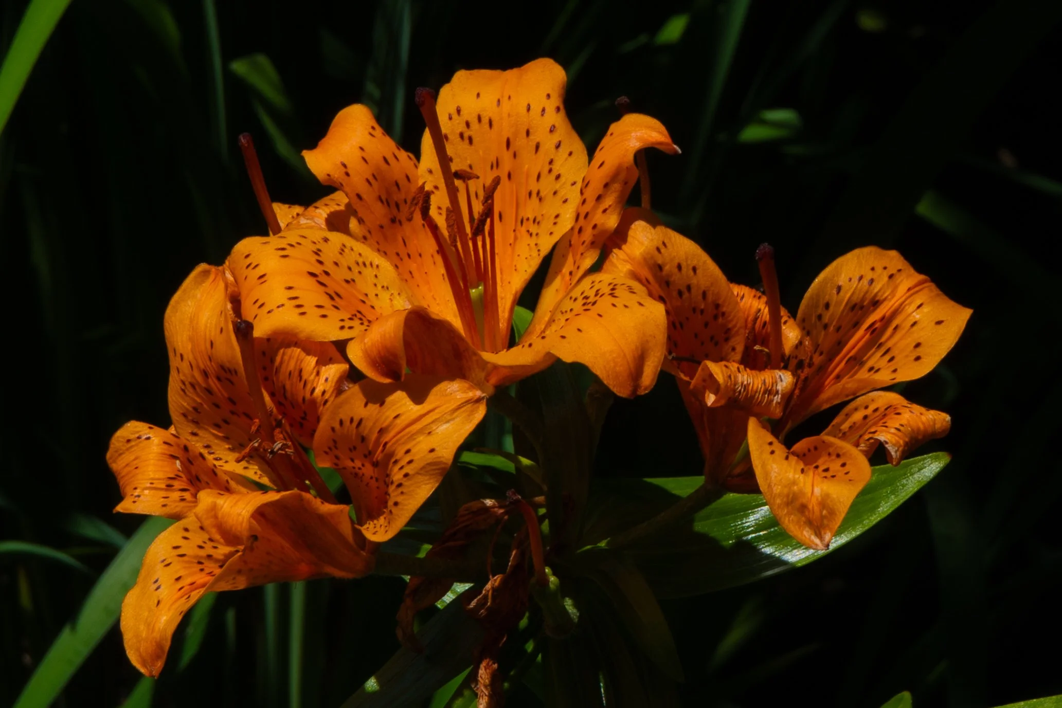 Botanics edits-5.jpg