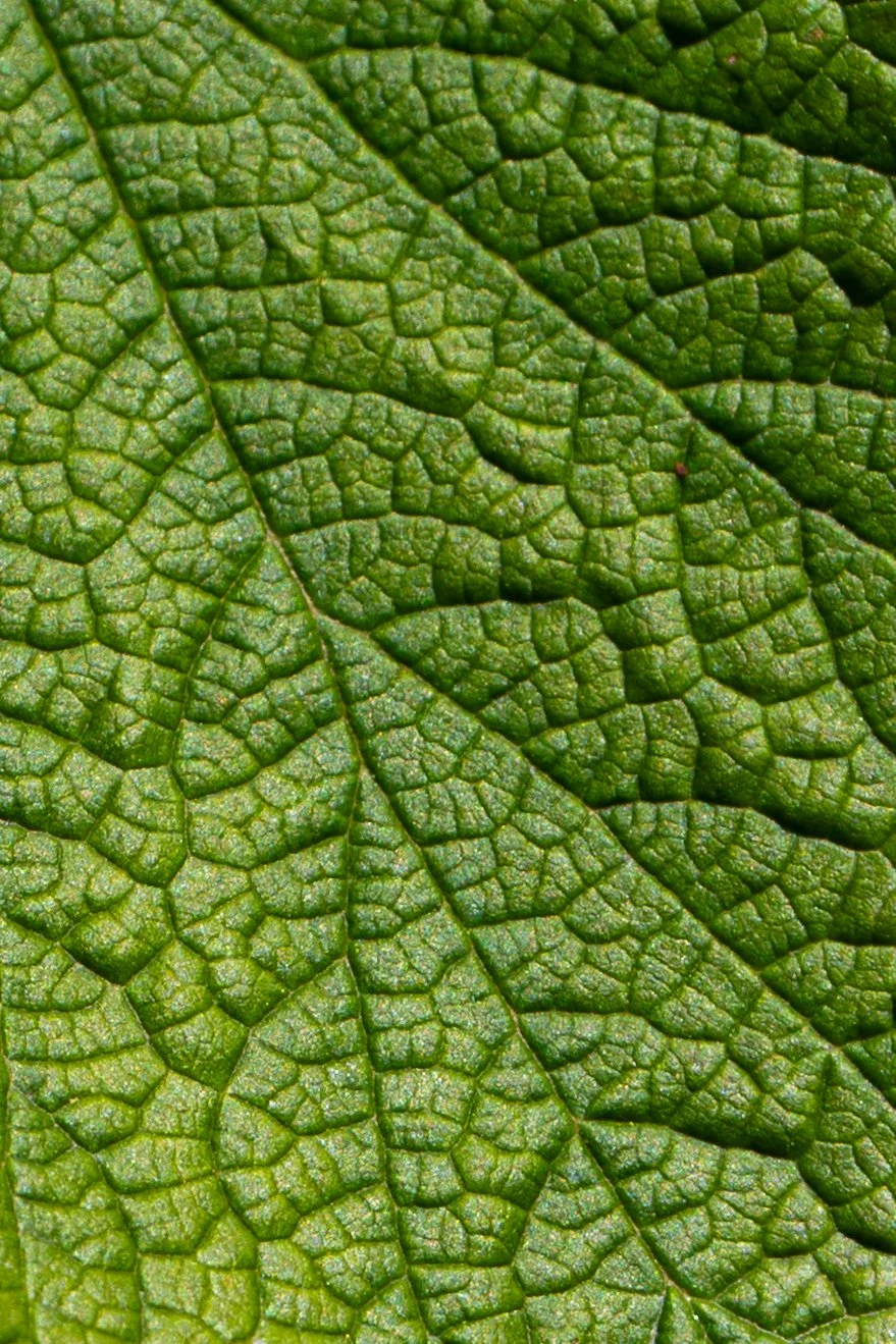 Botanics edits-8.jpg