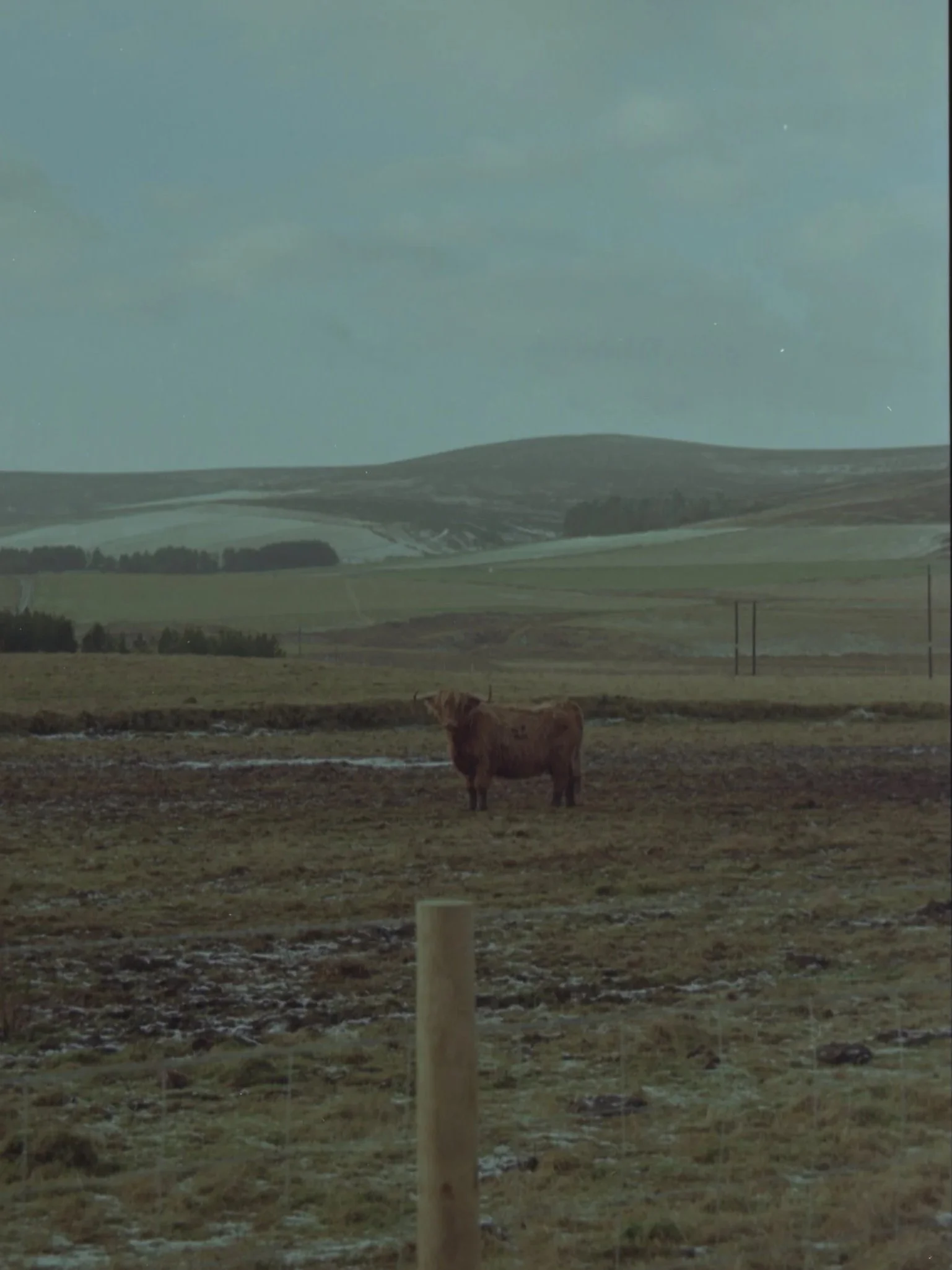 A cow standing in a grassy field with patches of snow, with rolling hills and a cloudy sky in the background.