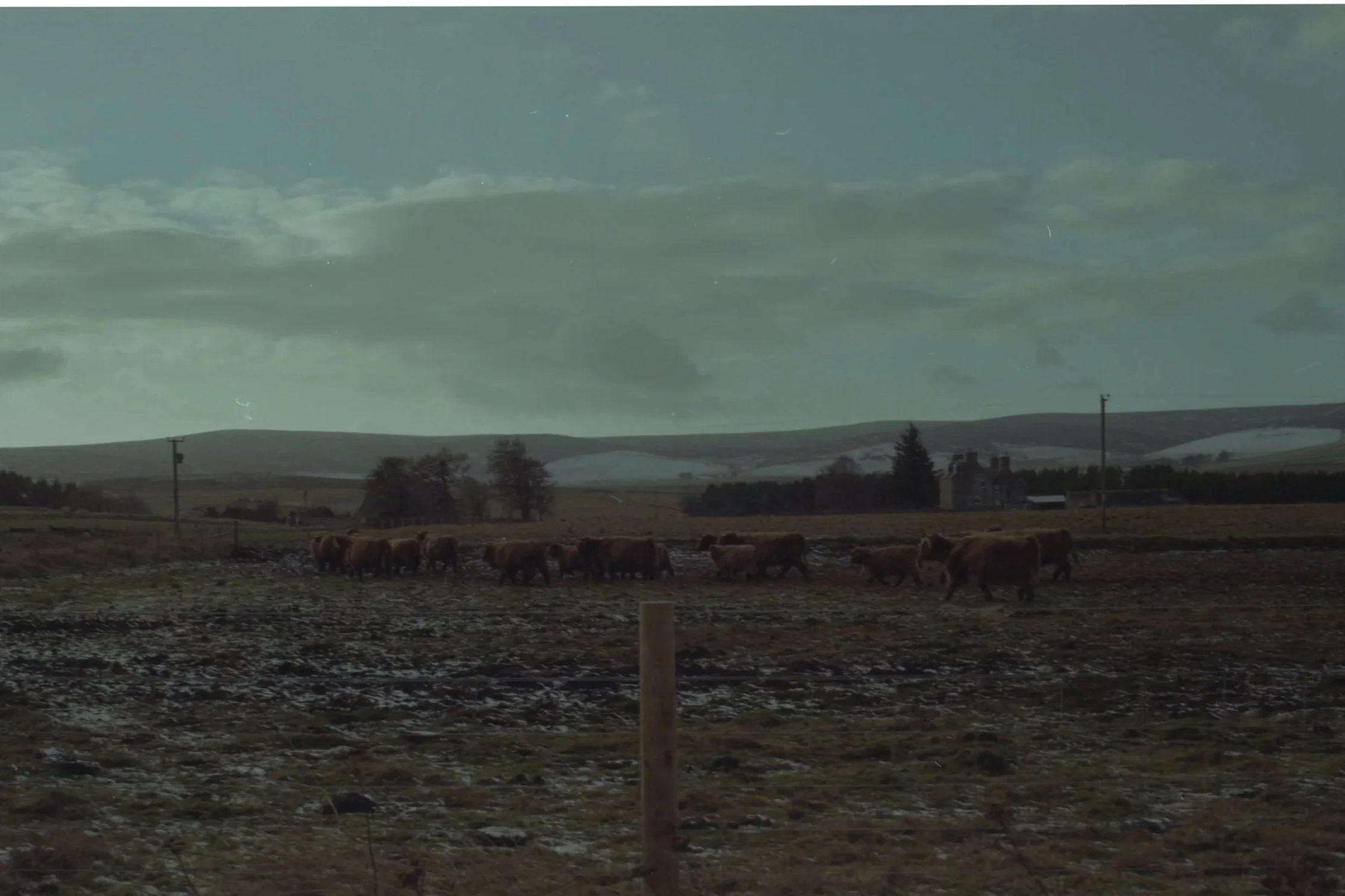 A rural landscape with a herd of cows walking on a muddy field under a cloudy sky, rolling hills in the background, and some farm buildings and trees.