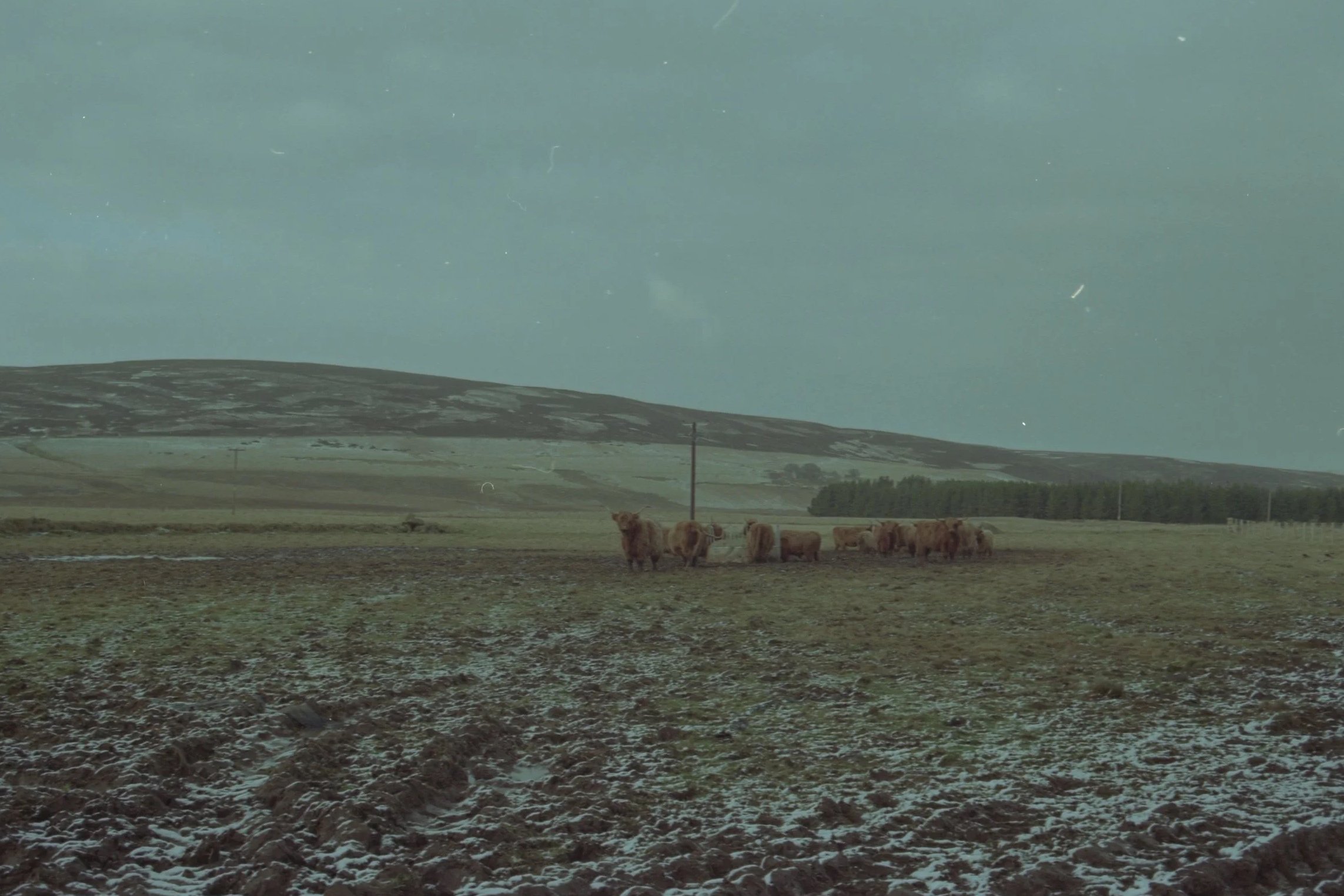 Open farmland with a group of cows grazing, rolling hills in the distance, and a cloudy sky.