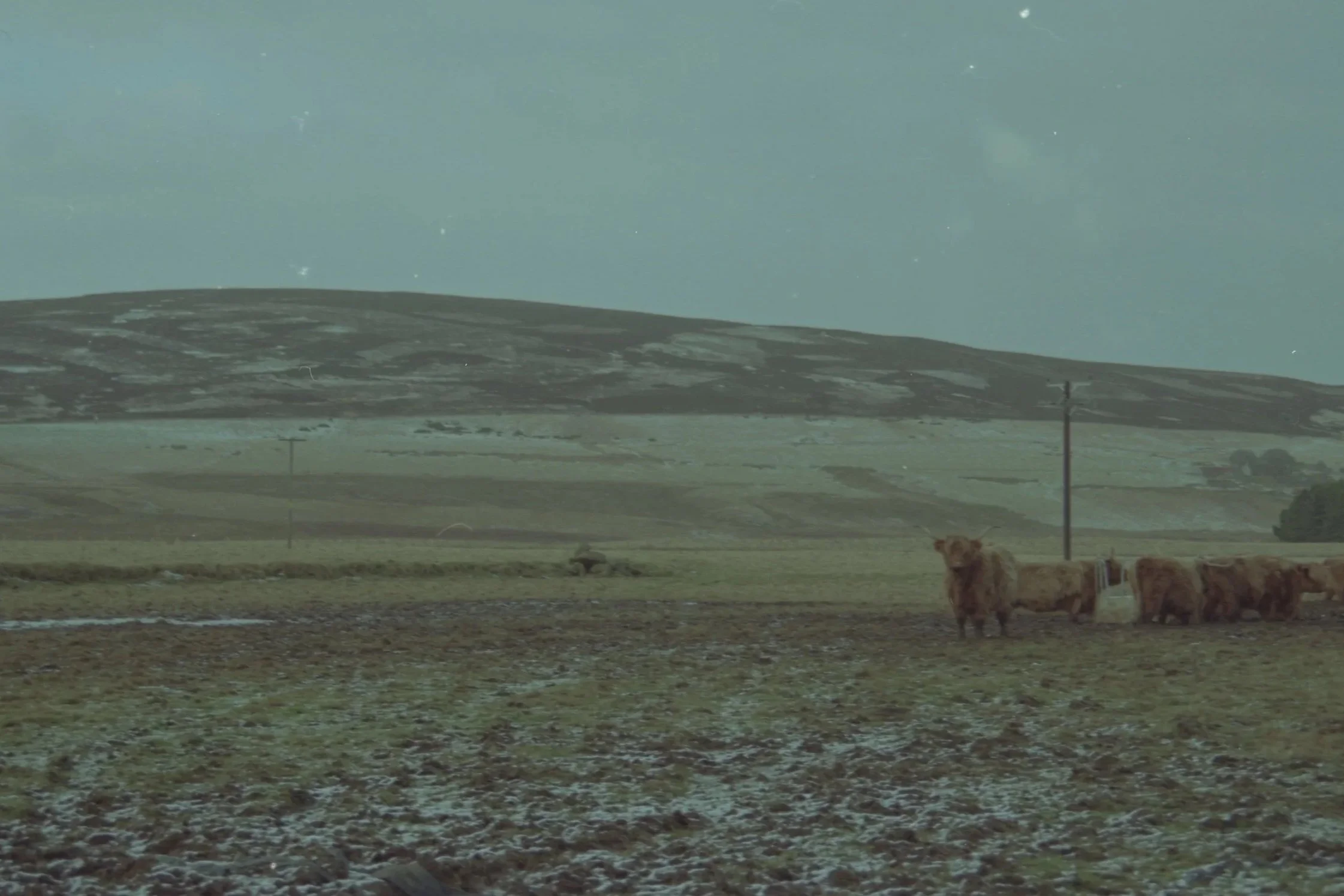 A landscape with brown cows grazing on a grassy field, with a mountain range in the distance and a cloudy sky above.