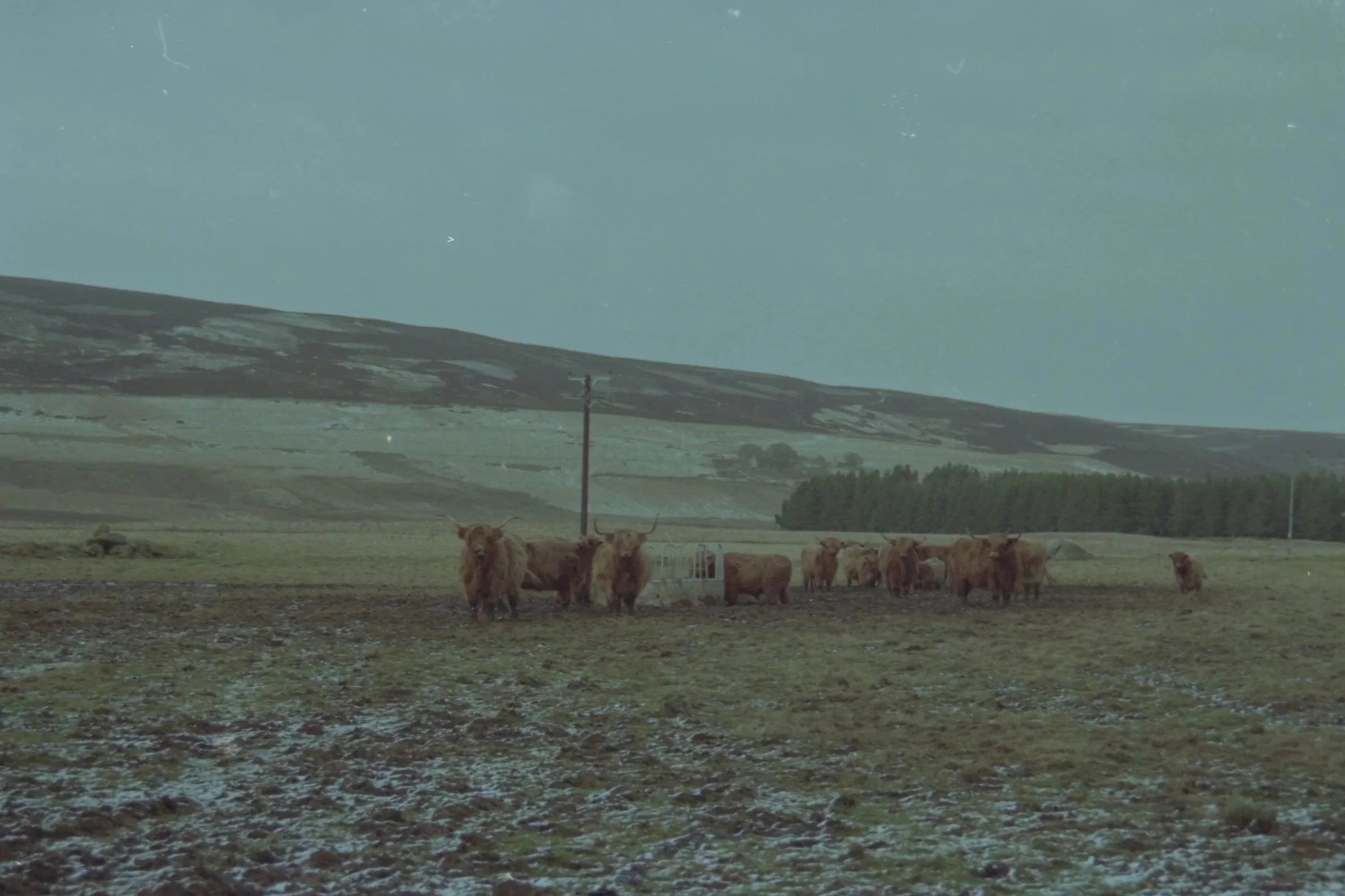 A herd of cows and calves grazing in a field with mountains in the background under a cloudy sky.