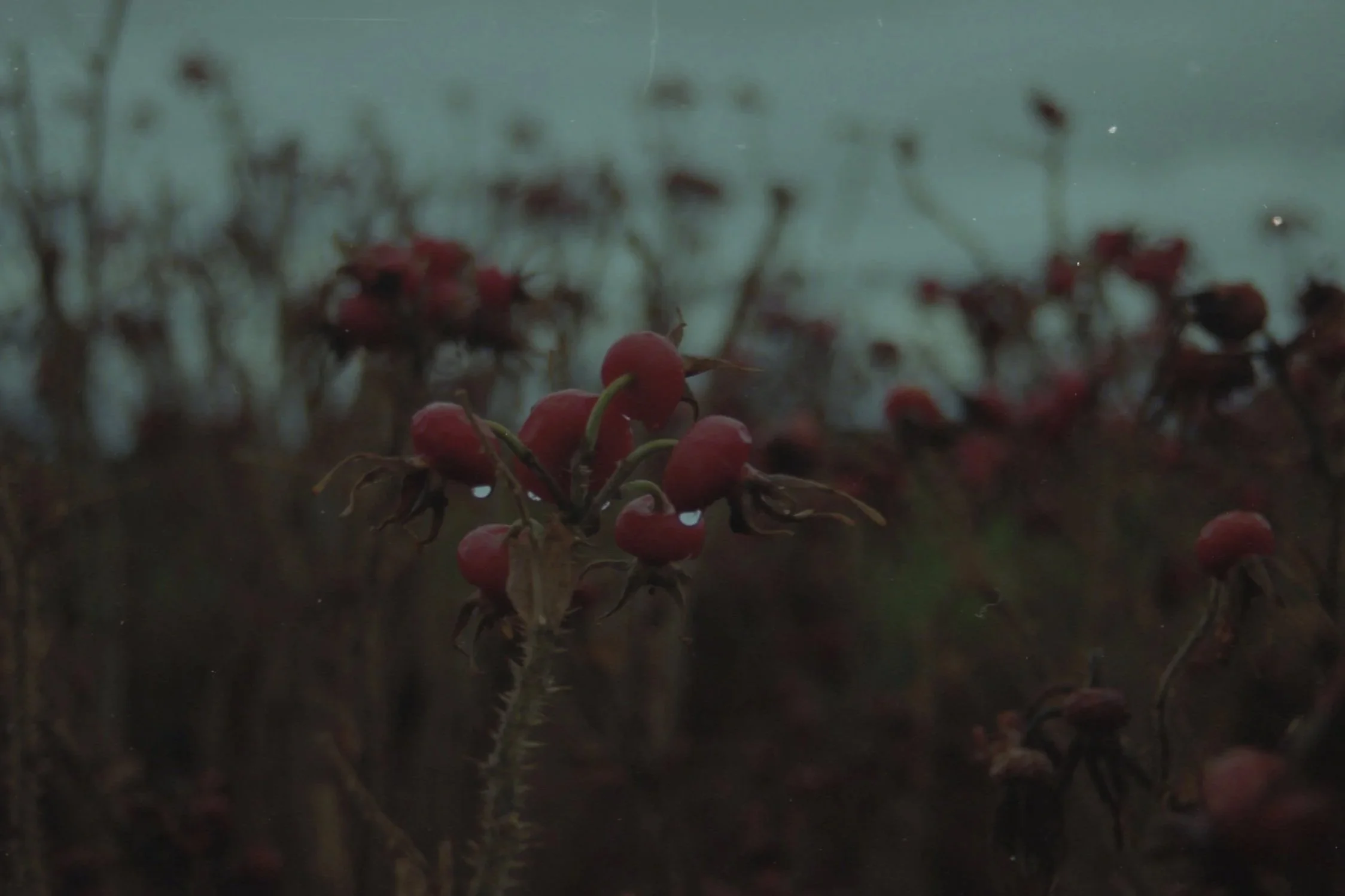 Close-up of small red berries or fruit on dark soil, with blurred background.
