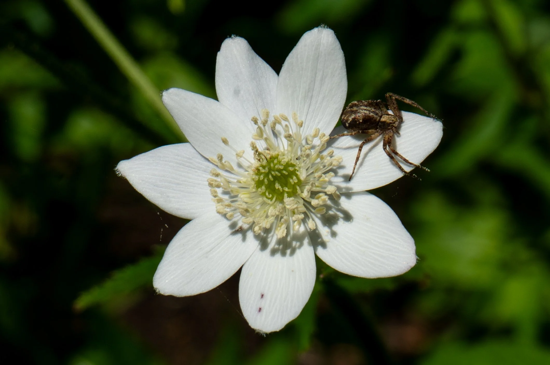 Botanics edits-6.jpg