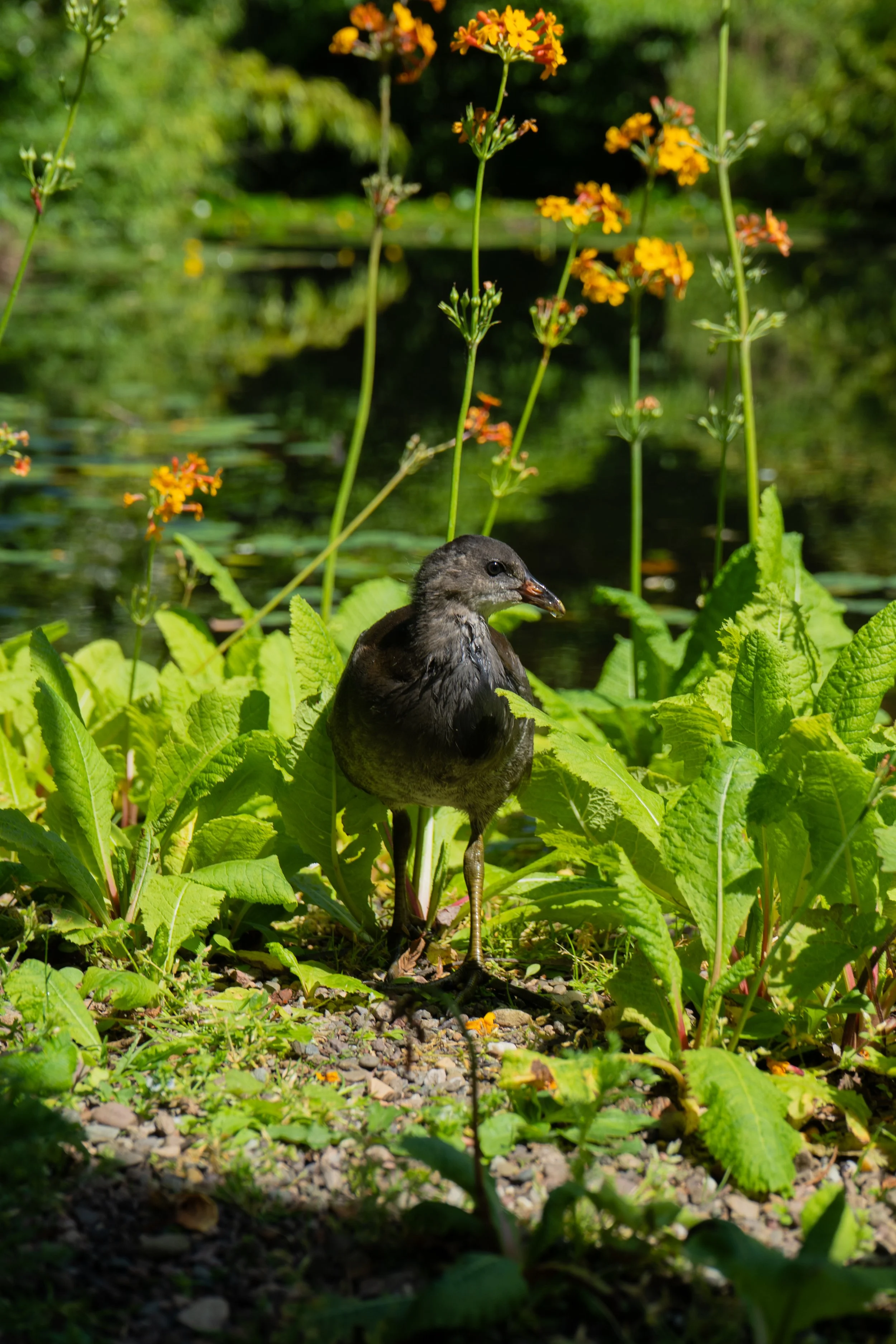 Botanics edits-3.jpg