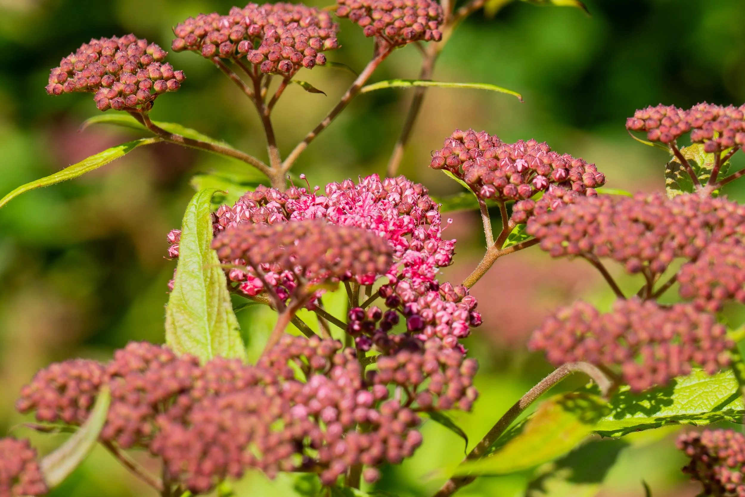 Botanics edits-7.jpg