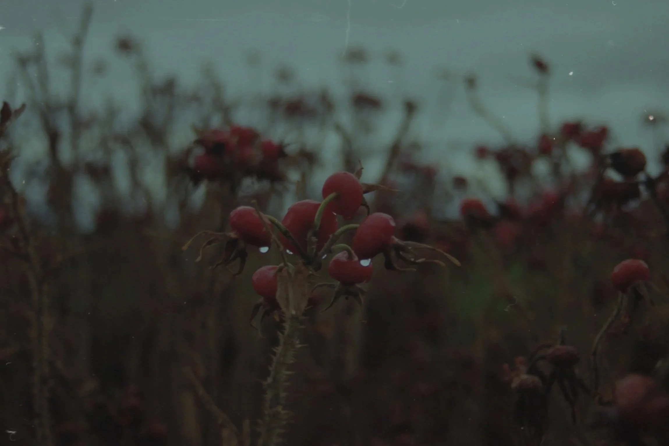 Close-up of small red berries on dark soil with blurred background.