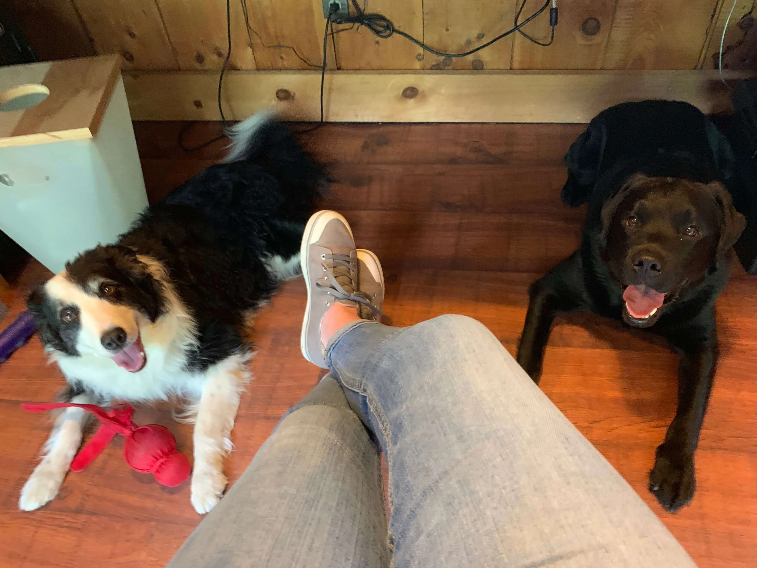 interrobang-design_packaging_two-doggos.jpeg