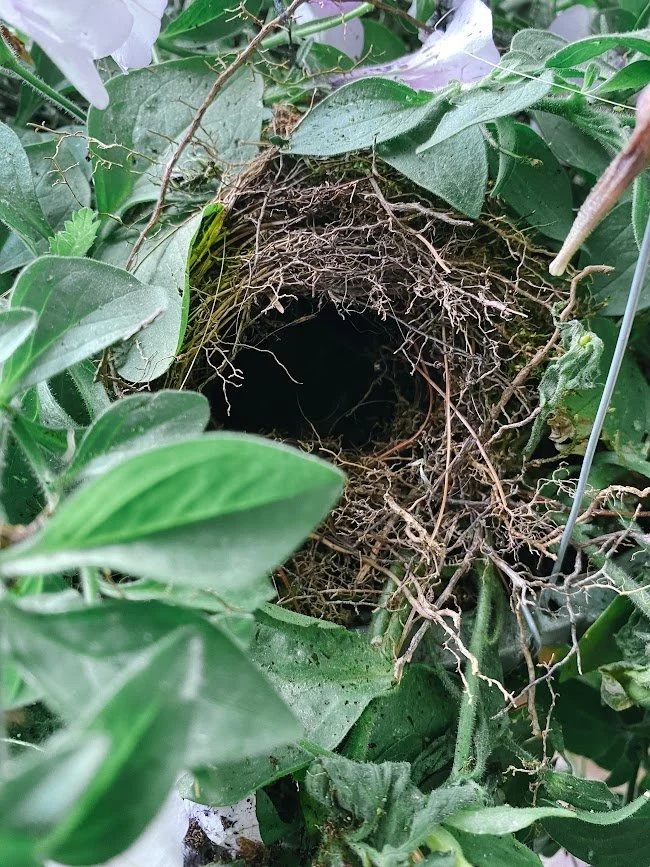 The Nesting Instinct in Pregnancy: What’s Really Happening?