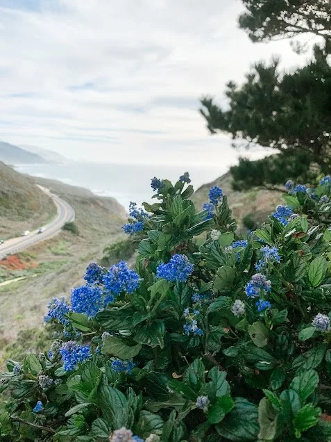 Blue flowering plant near the roadside with a highway and hillside in the background under a cloudy sky.