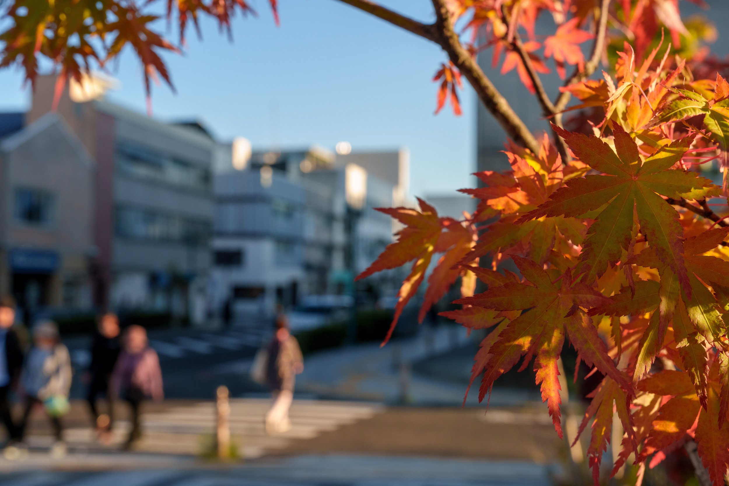 Feuilles d'érable rouge de l'automne dans une rue de Matsumoto