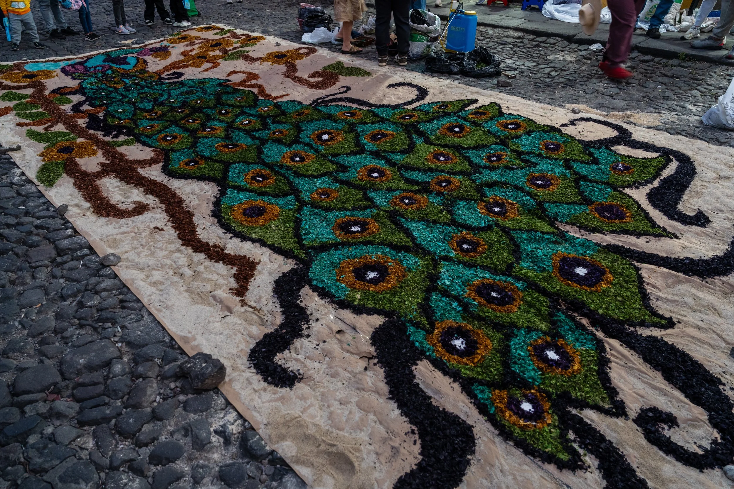 La roue de paon turquoise et bleue en sciure