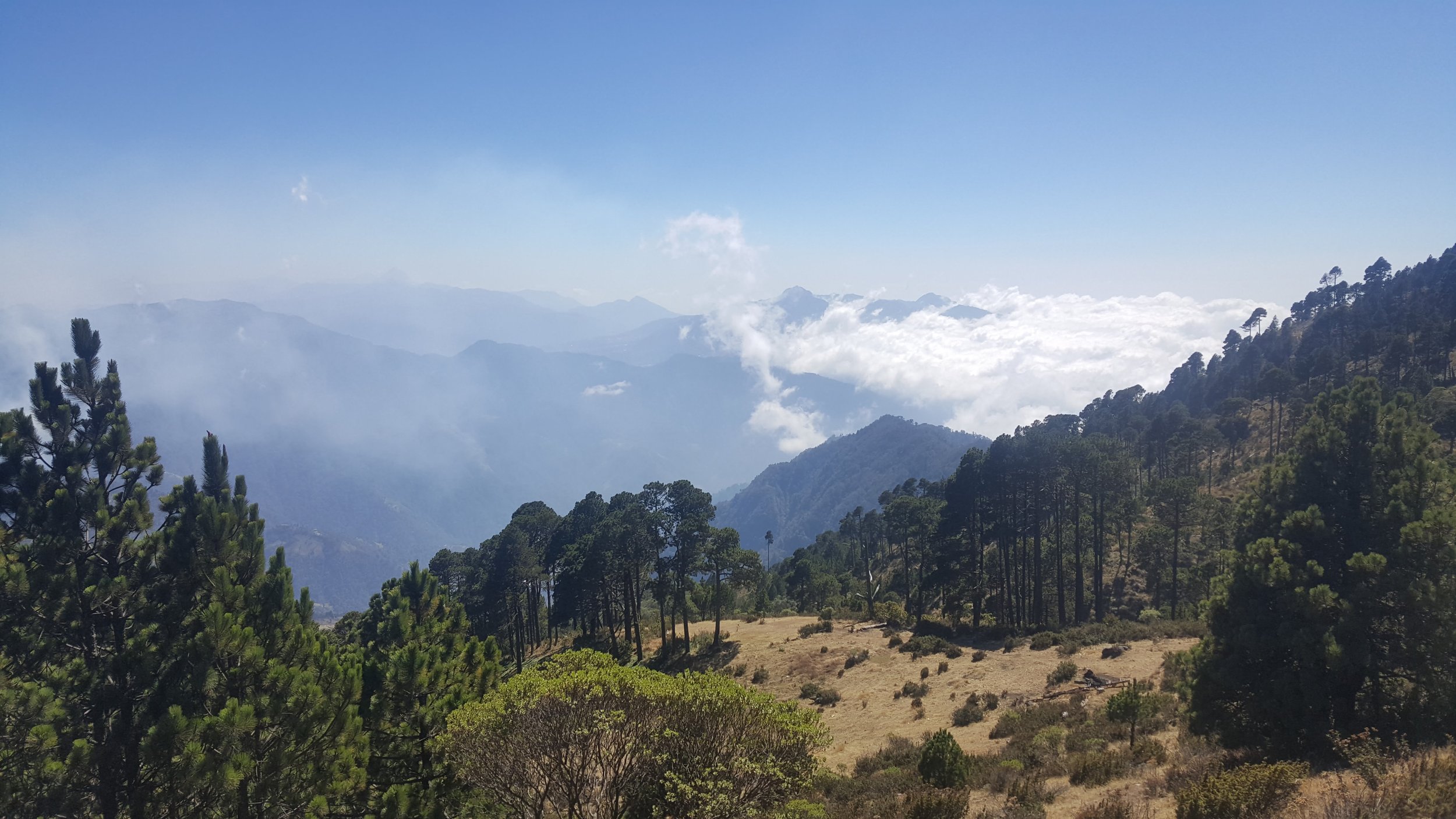 Sentier du Tajumulco bordé de pins avec mer de nuages sur les flancs du volcan