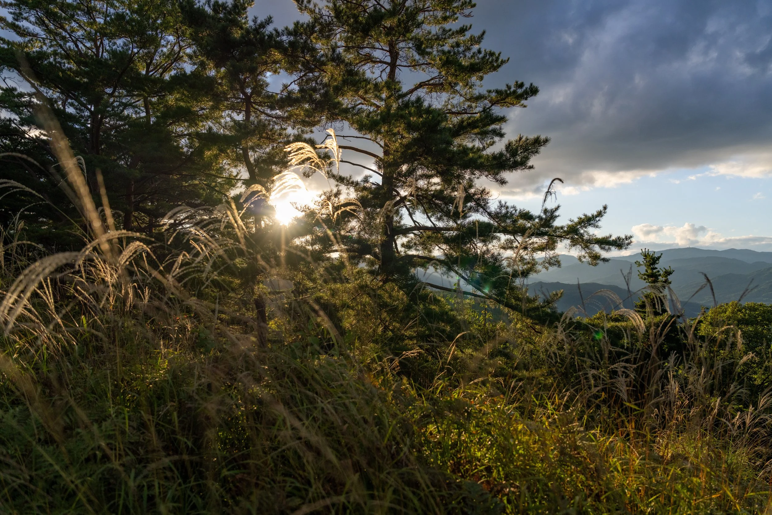 Lumière du soleil filtrant à travers les pins des ruines du château de Takayama