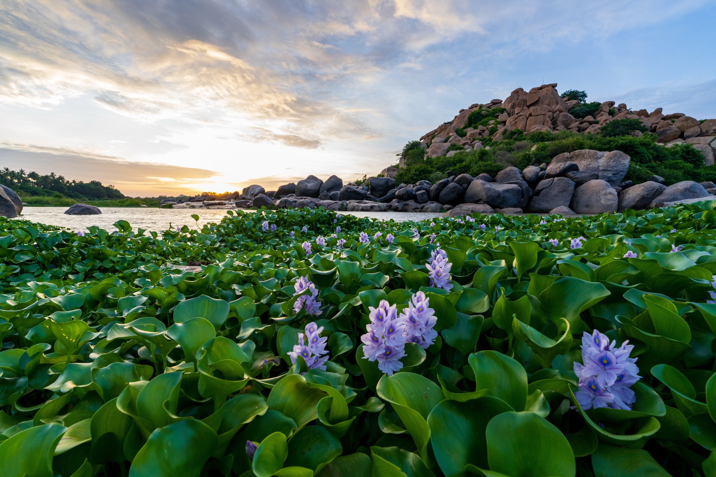 Jacinthes d'eau en fleurs sur la rivière Tungabhadra au coucher du soleil à Hampi