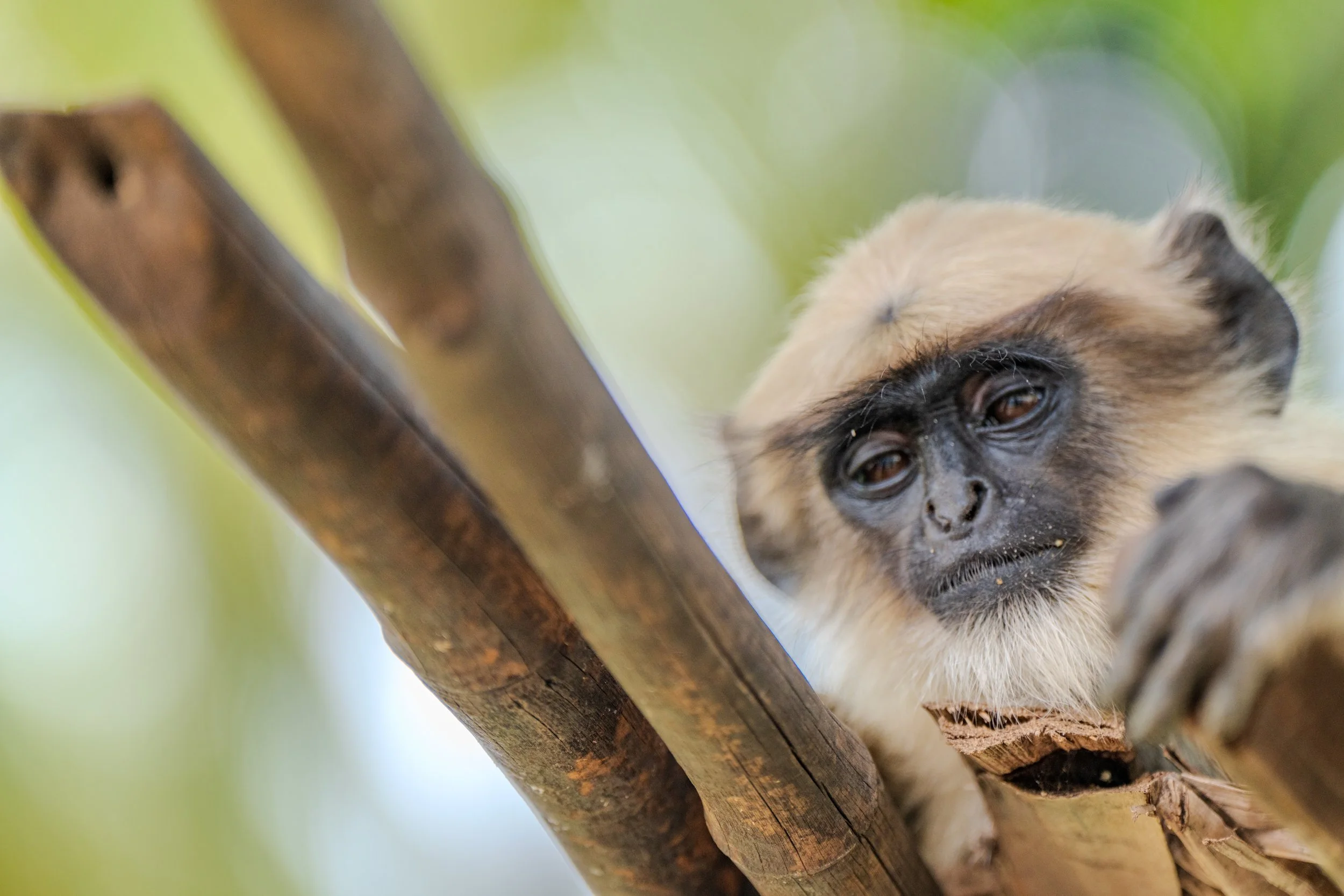 Langur gris perché dans un arbre sur le site de Hampi en Inde
