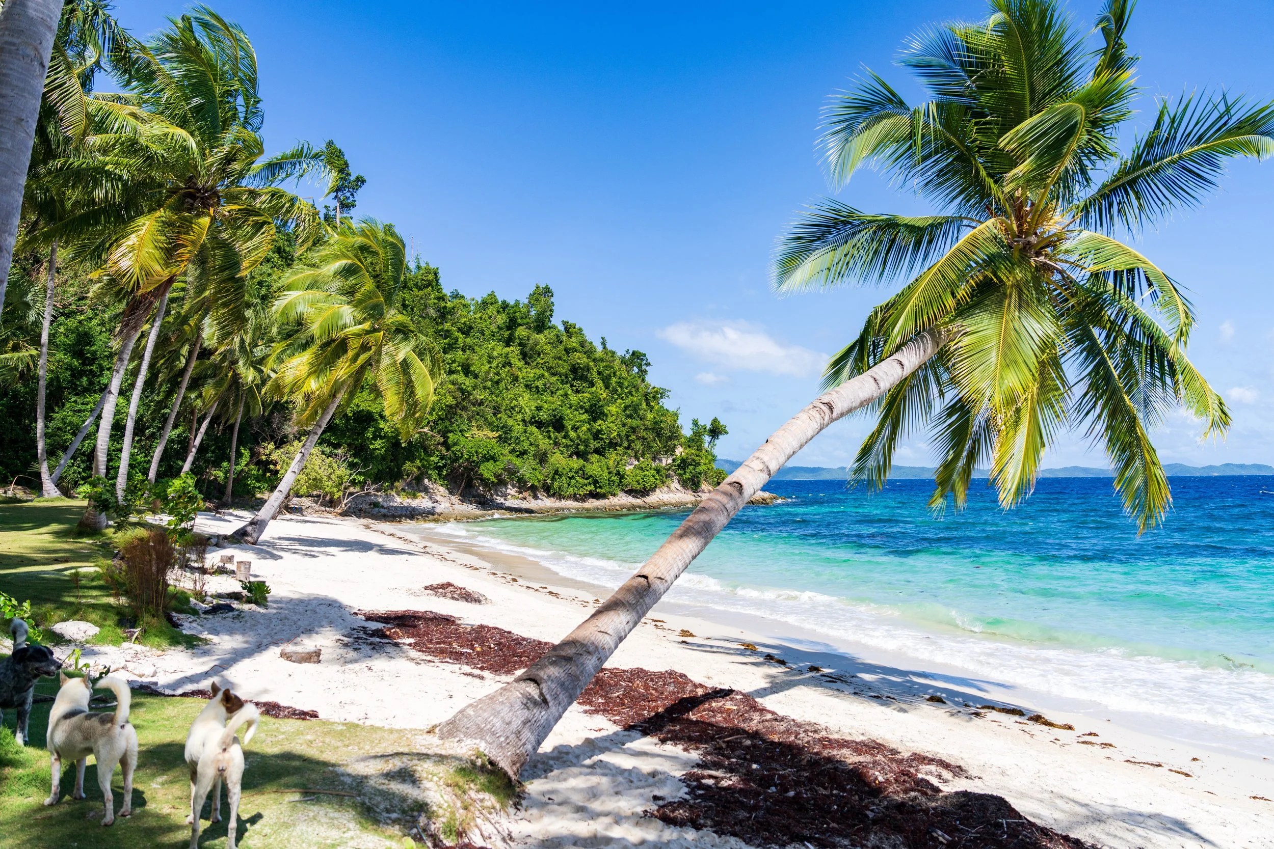 Cocotier penché au-dessus d'une plage déserte de Port Barton à Palawan