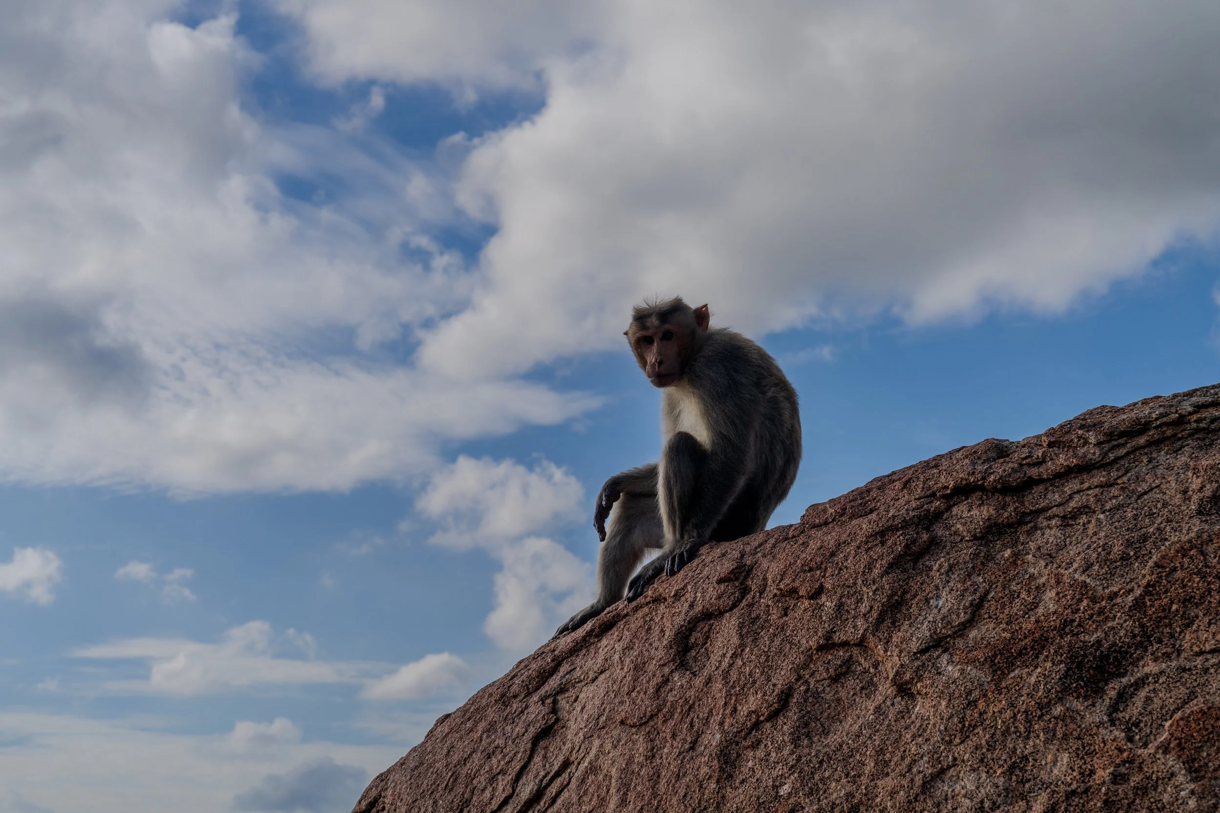 Macaque assis sur un rocher de granit sous le ciel de Hampi
