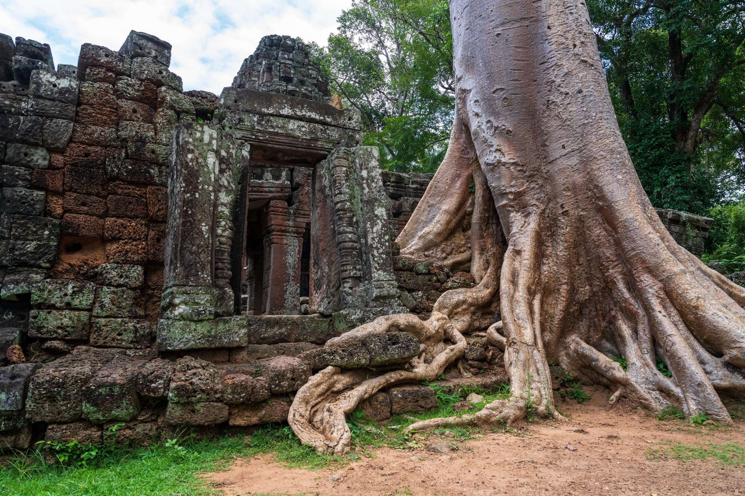 Racines géantes d'un fromager enlaçant les pierres d'un temple d'Angkor