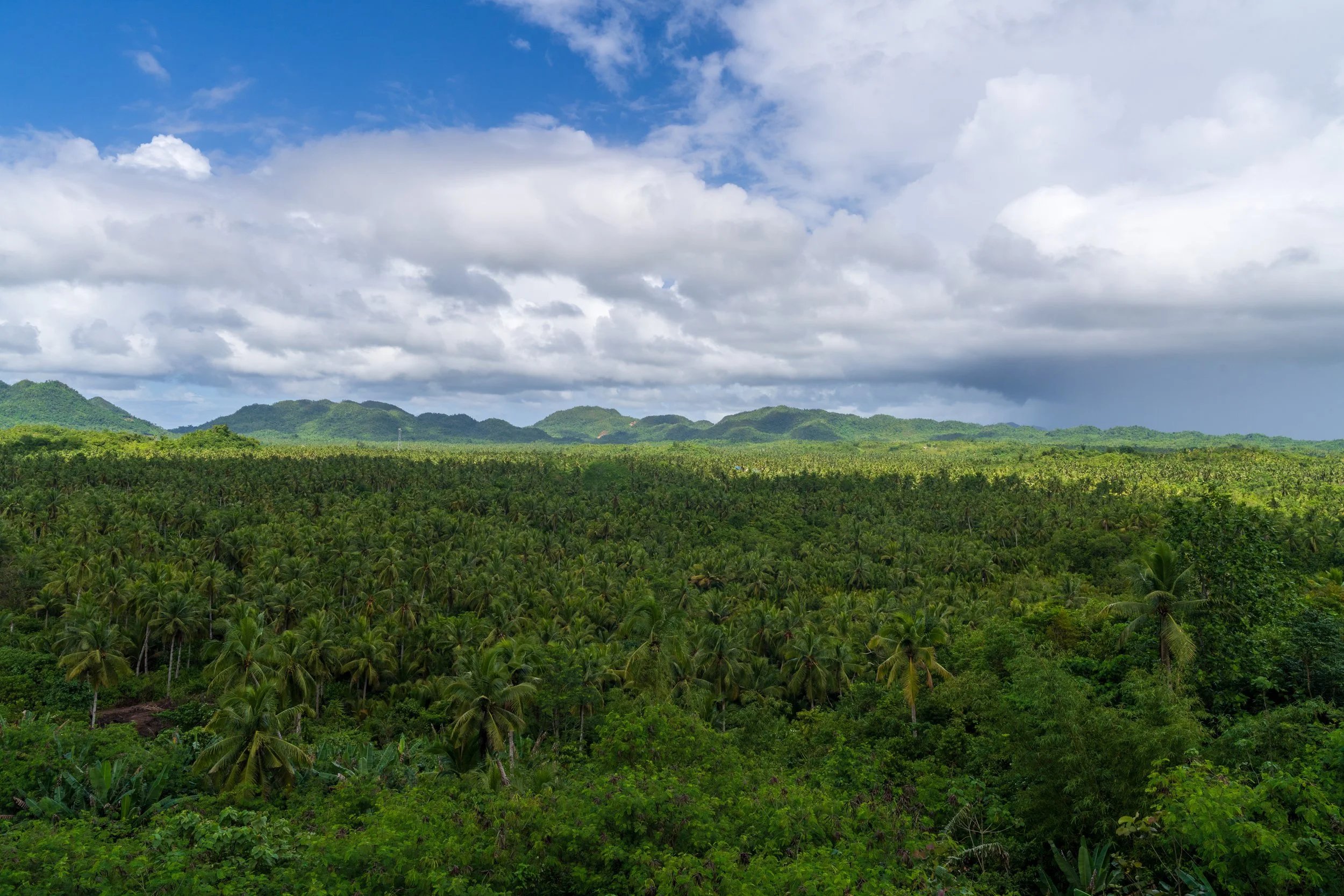 Forêt de cocotiers à perte de vue au centre de l'île de Siargao