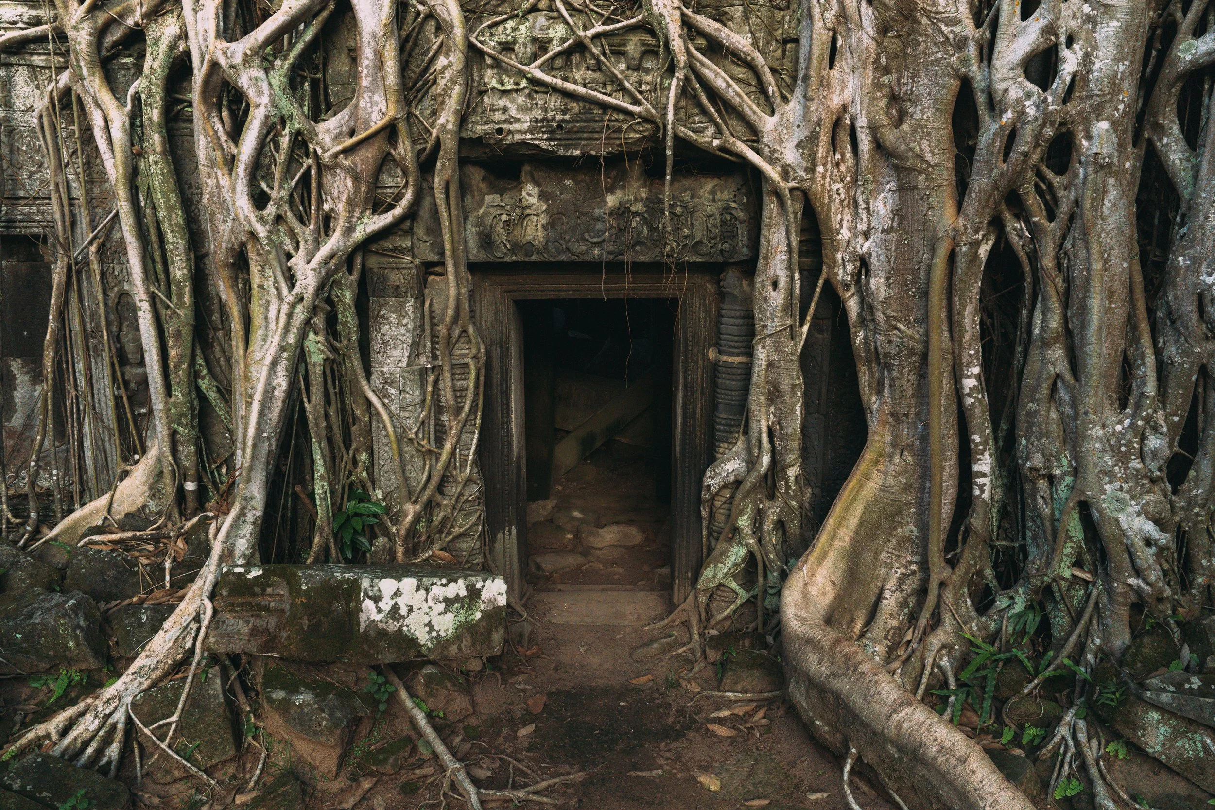 Porte de temple envahie par les racines à Ta Prohm dans le parc d'Angkor