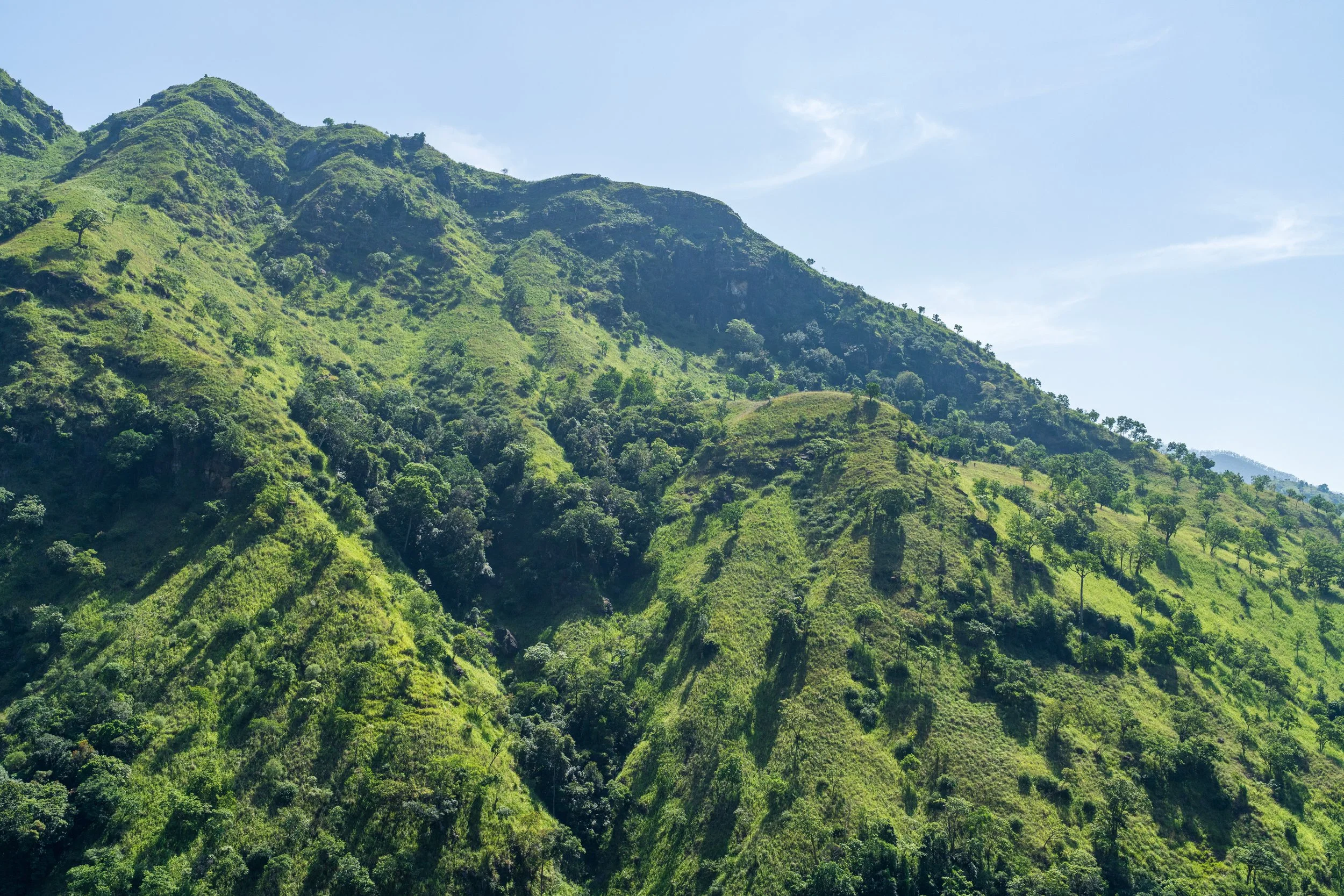 Flancs couverts de jungle et de plantations de thé autour d'Ella Rock