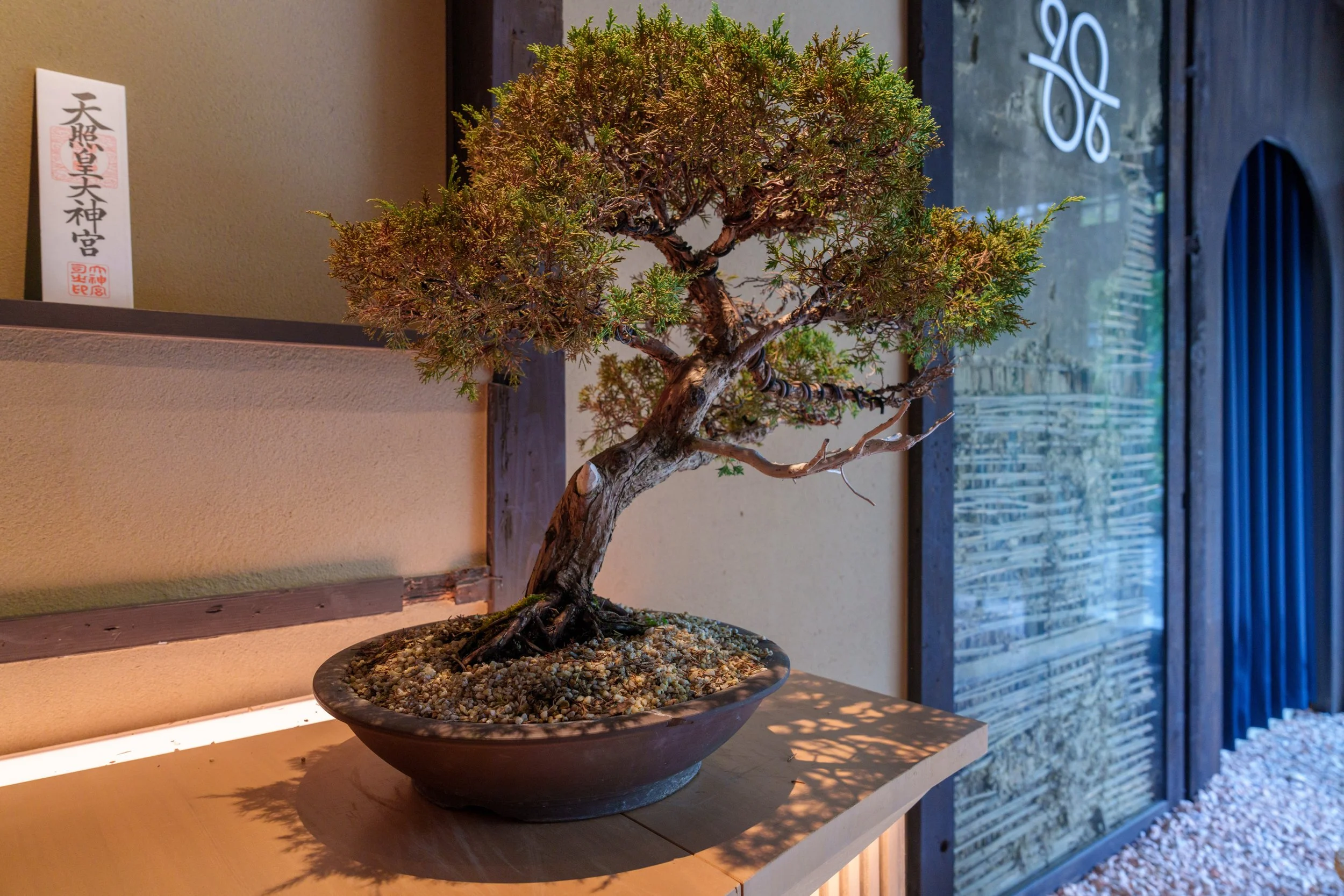 Bonsaï exposé dans une boutique d'artisanat de Kanazawa au Japon