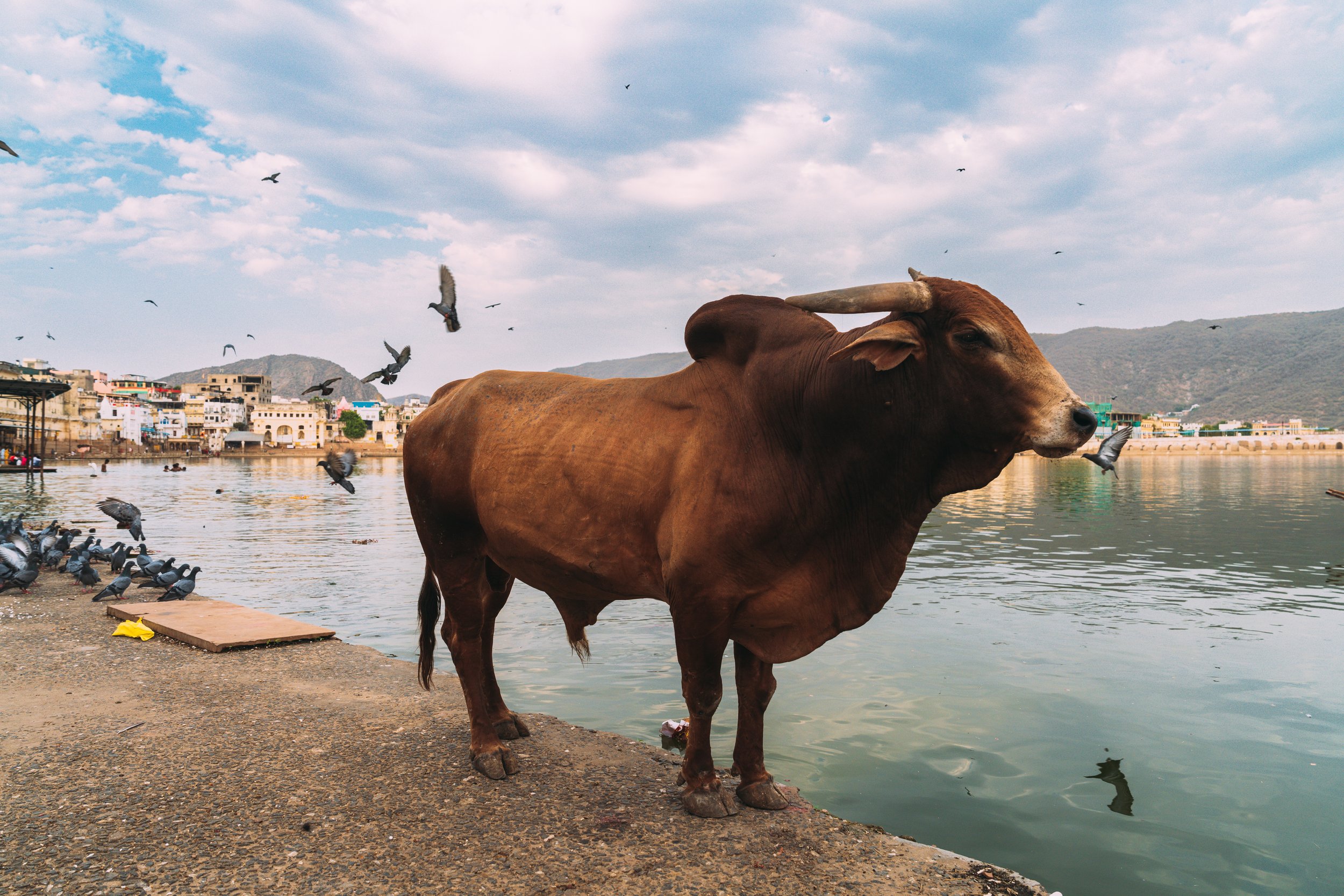 Vache sacrée au bord du lac de Pushkar au Rajasthan en Inde