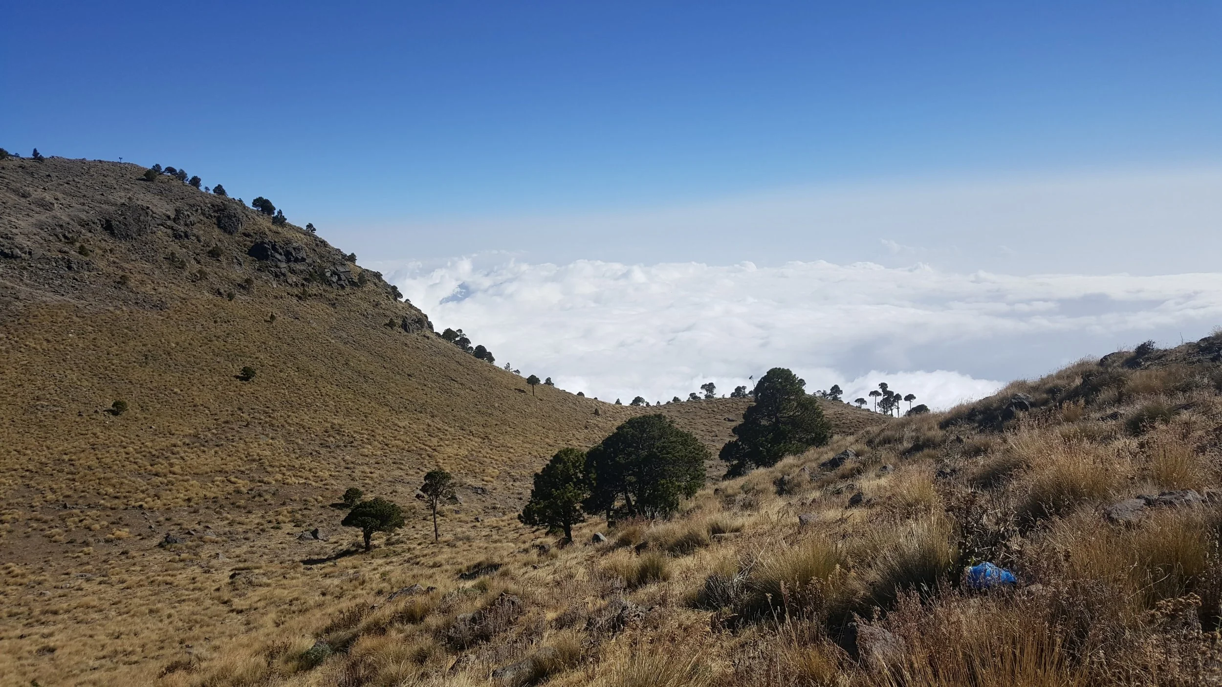 Pentes herbeuses et pins isolés sur les flancs du volcan Tajumulco au Guatemala