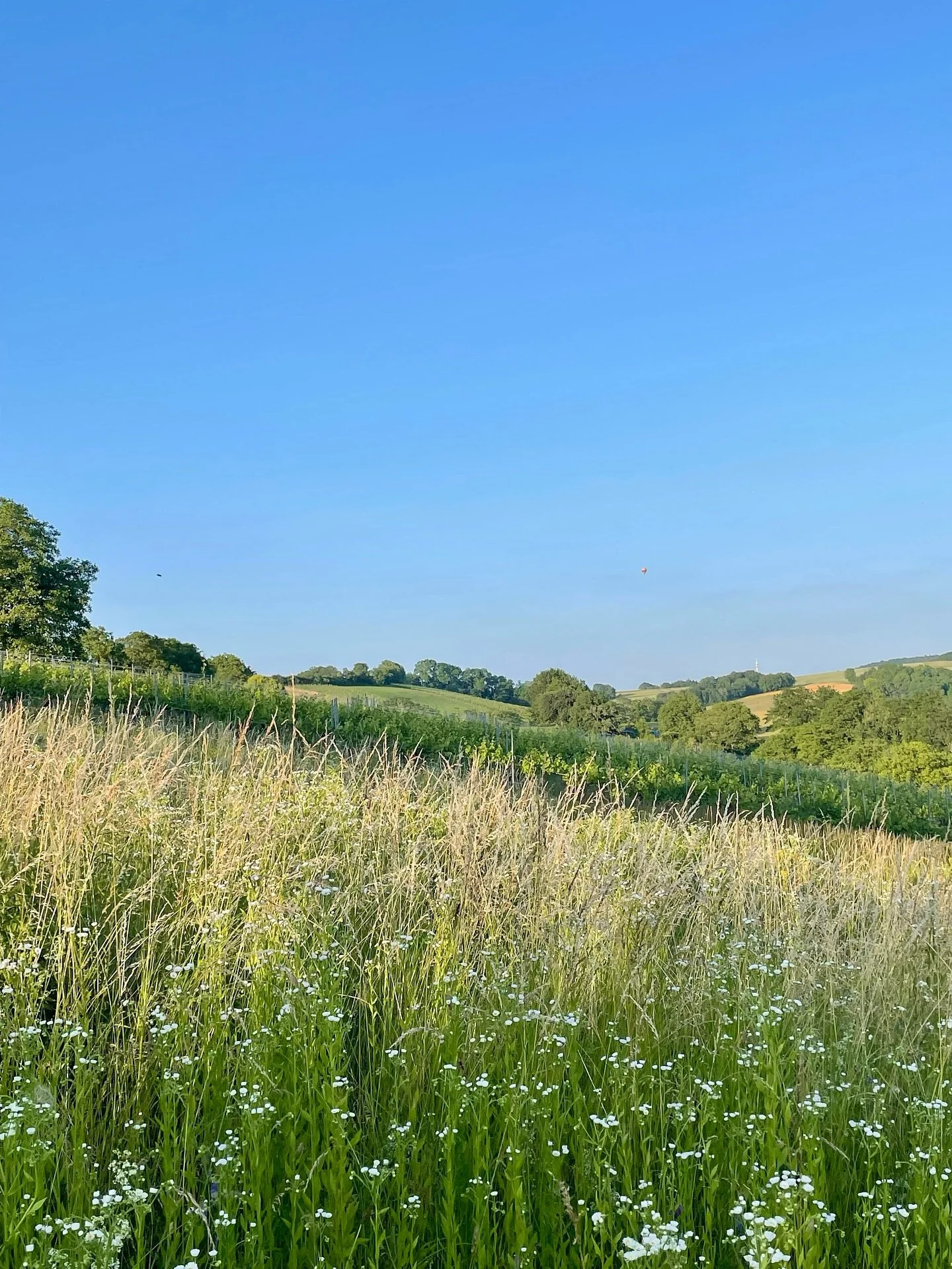 Ein halb Sommer ✨

#rauslife #timewellspent #slowlife #auszeit #natur #weekendaway