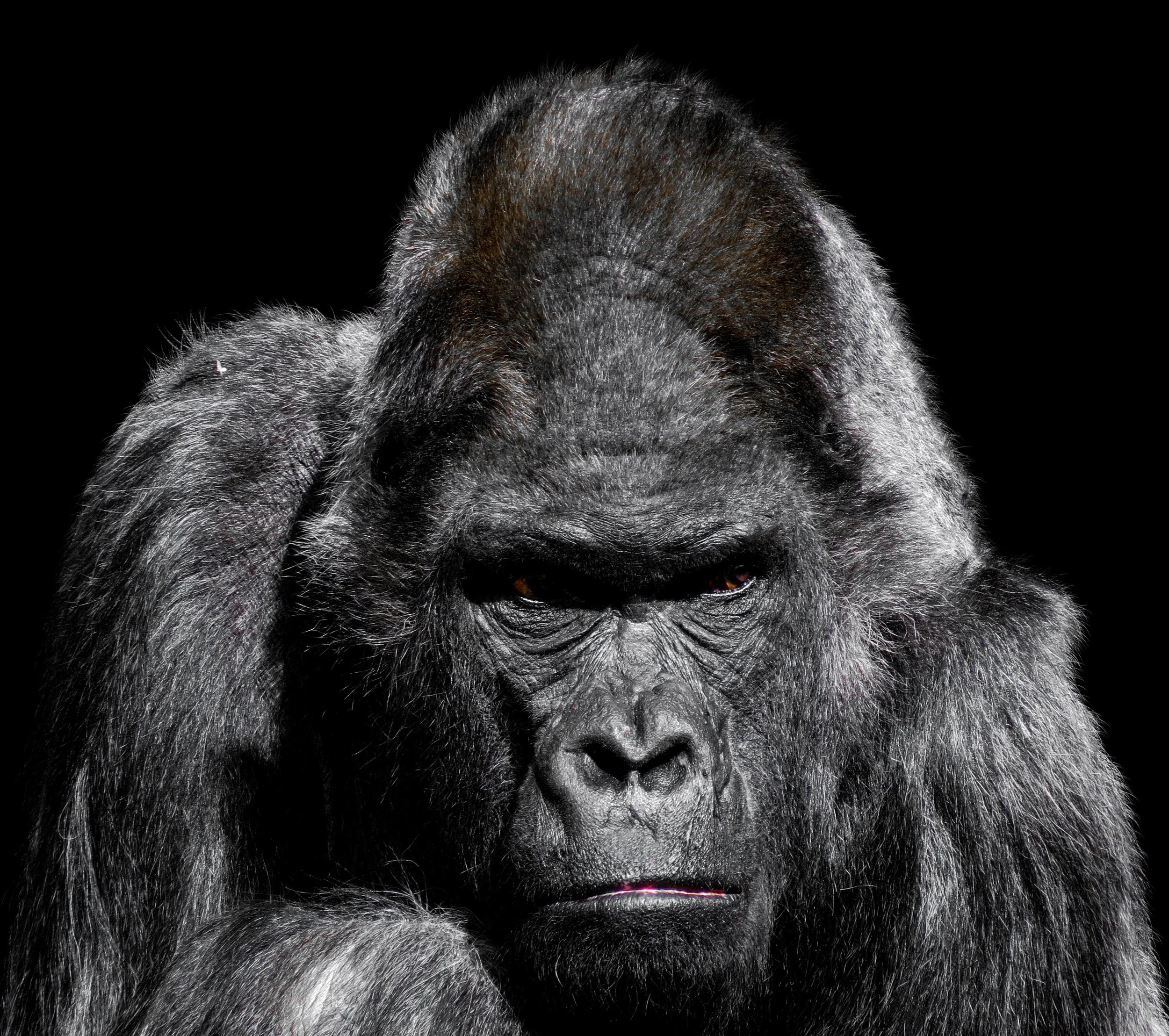 Close-up of a realistic statue or photograph of a gorilla with a serious expression, detailed fur, and a dark background.