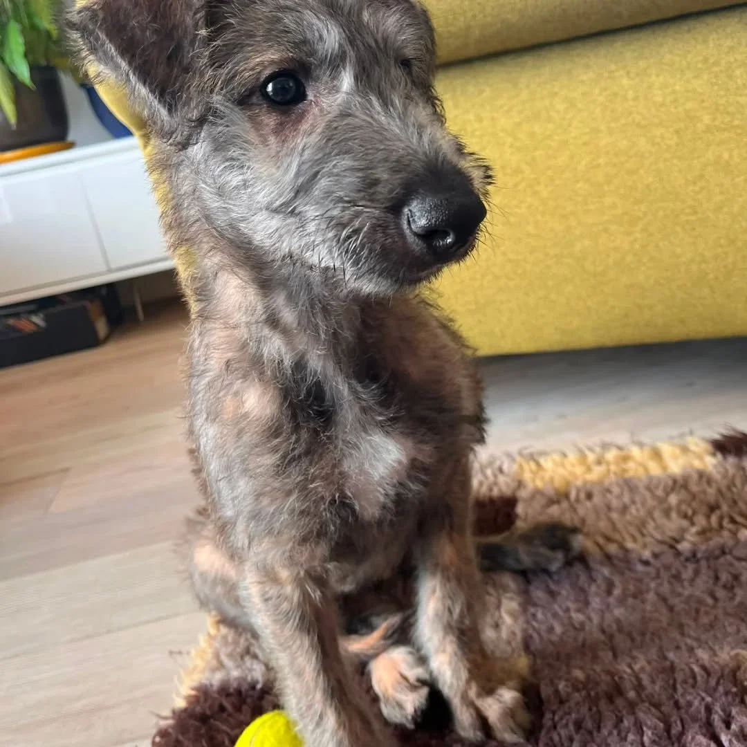 Walter is in the building and he is absolutely adorable. A new chapter of Goy family life has begun!