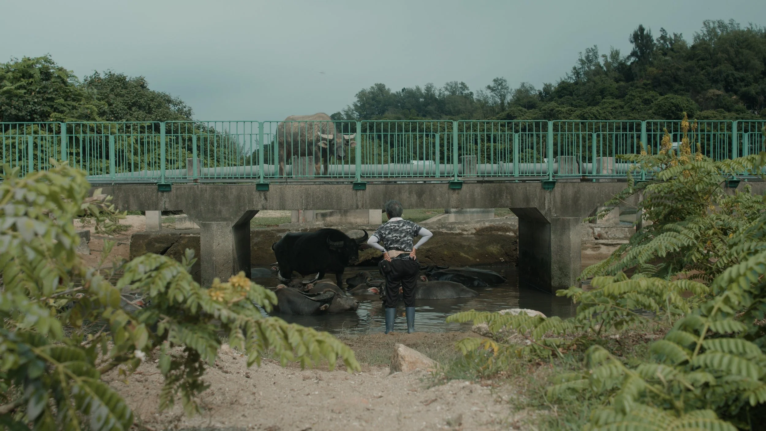MOTHER OF BUFFALO_Luis Arturo Tapia_2.jpg