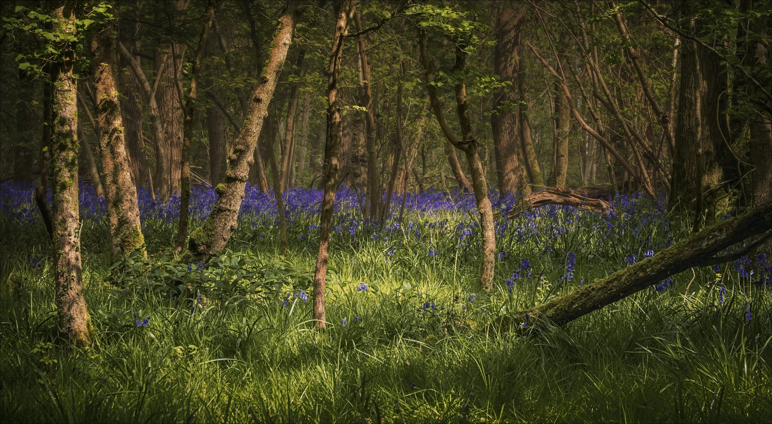 Bluebells at Tiddesley Wood