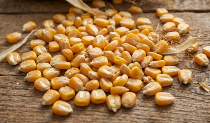 Maize/Corn (50kg Burlap Sack)