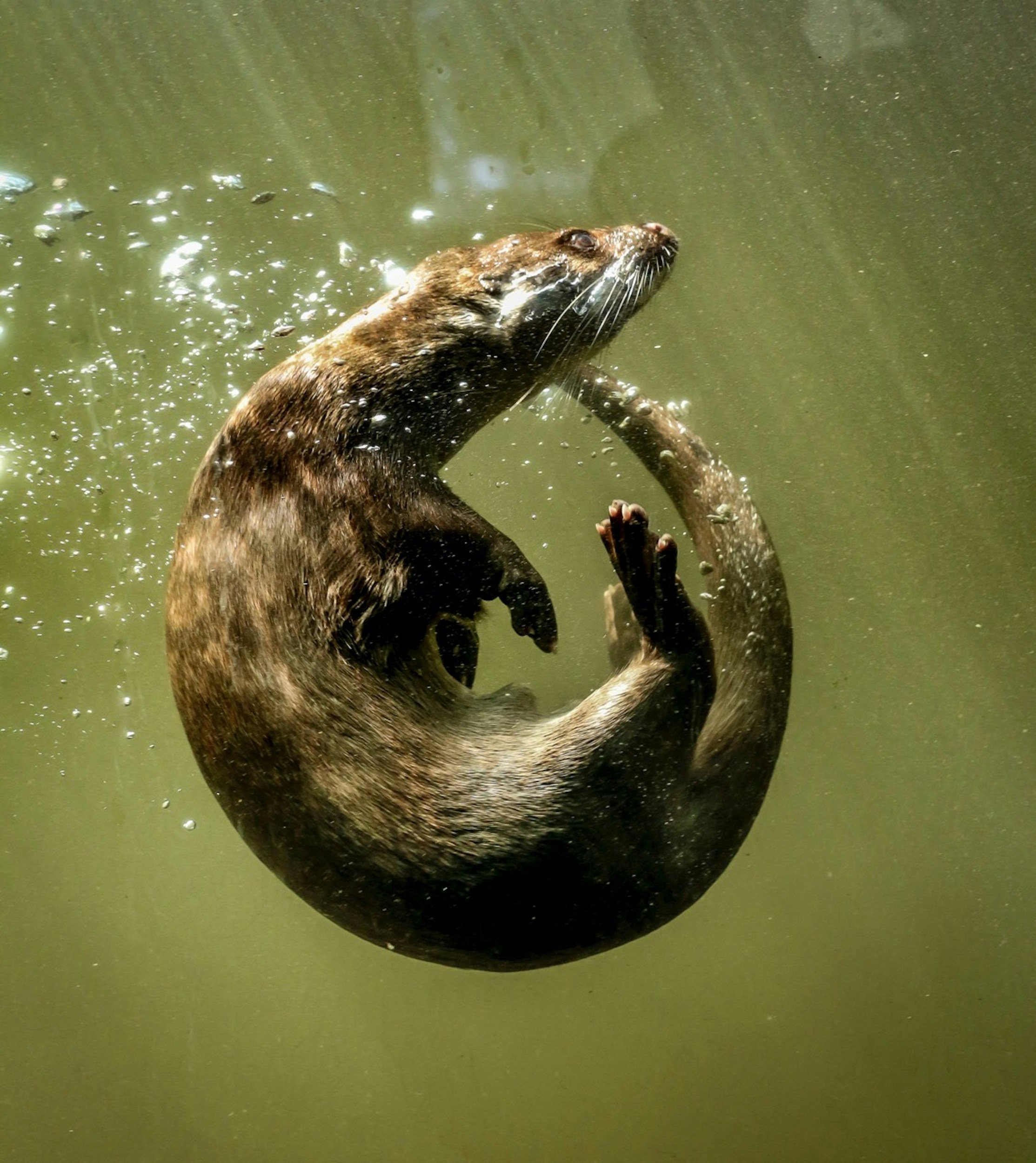 Otter swimming underwater, surrounded by bubbles, with sunlight filtering through the water.