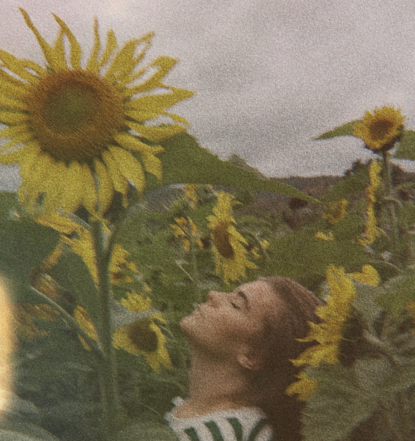 En kvinne blant solørner i en blomsteråker med høye fjell i bakgrunnen.