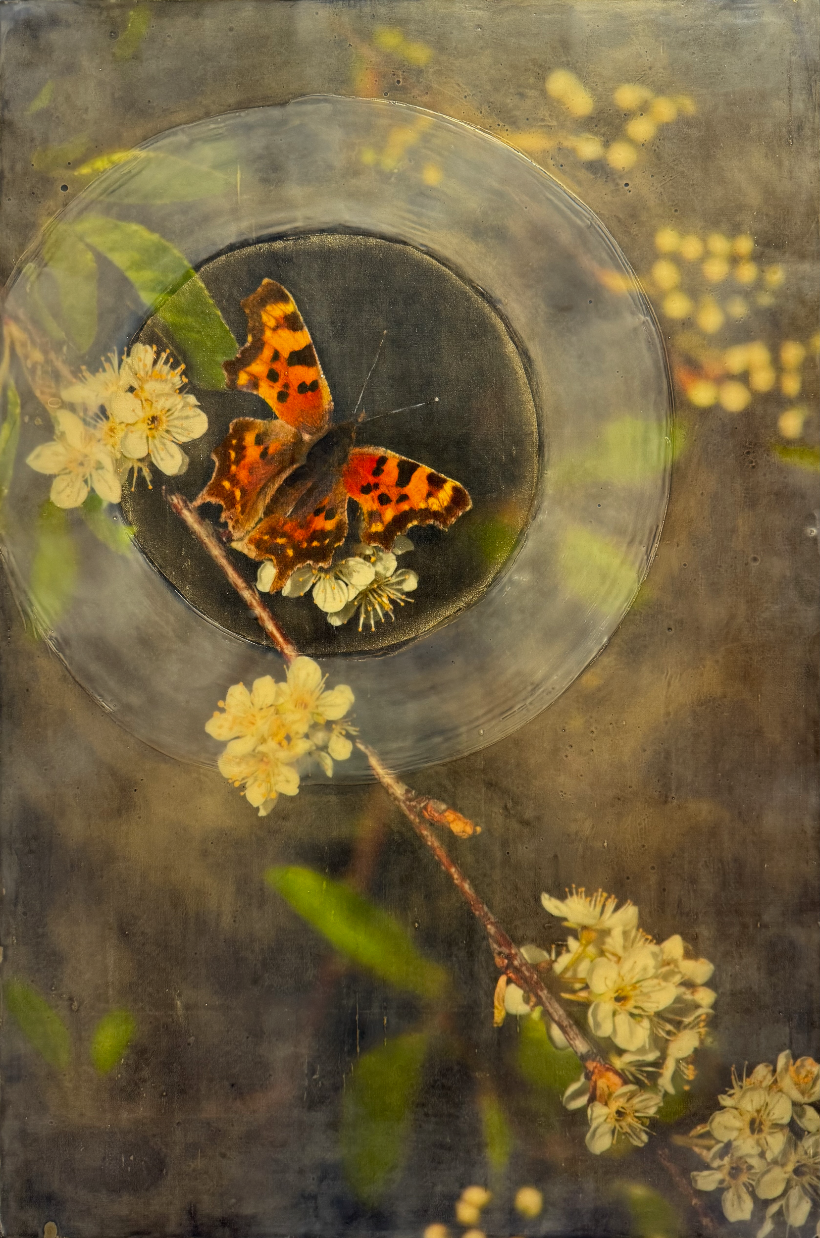 Butterfly on Wild Cherry, No. 5, archival pigment print, beeswax, oil, mica powder, silk, on panel, 20 in x 30 in