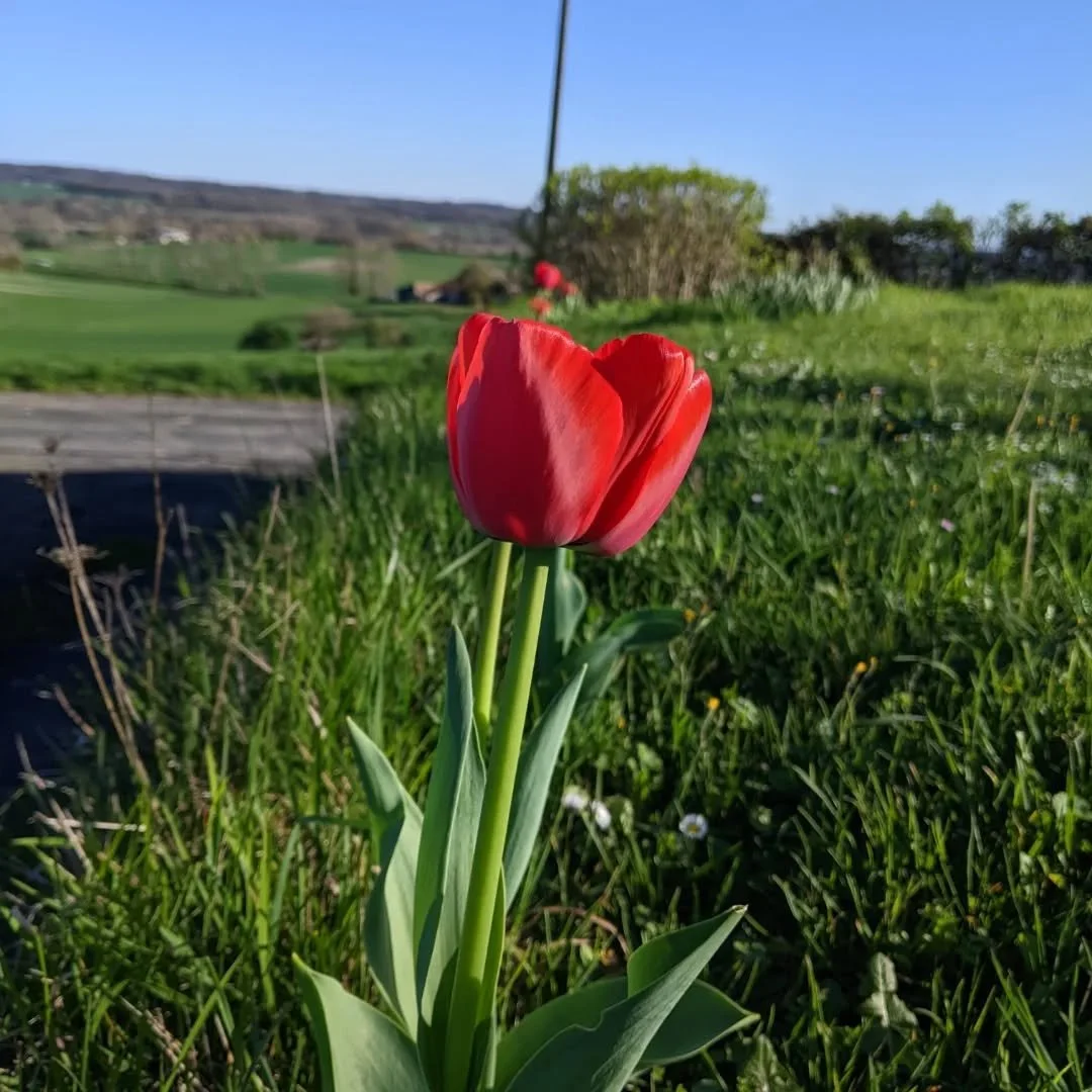 Les tulipes commencent &agrave; fleurir par ce beau temps.

The tulips are starting to bloom in this wonderful weather. 

Fleurs @farmergracy