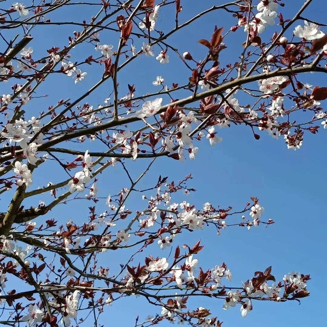 Le soleil est l&agrave;, c'est le printemps !