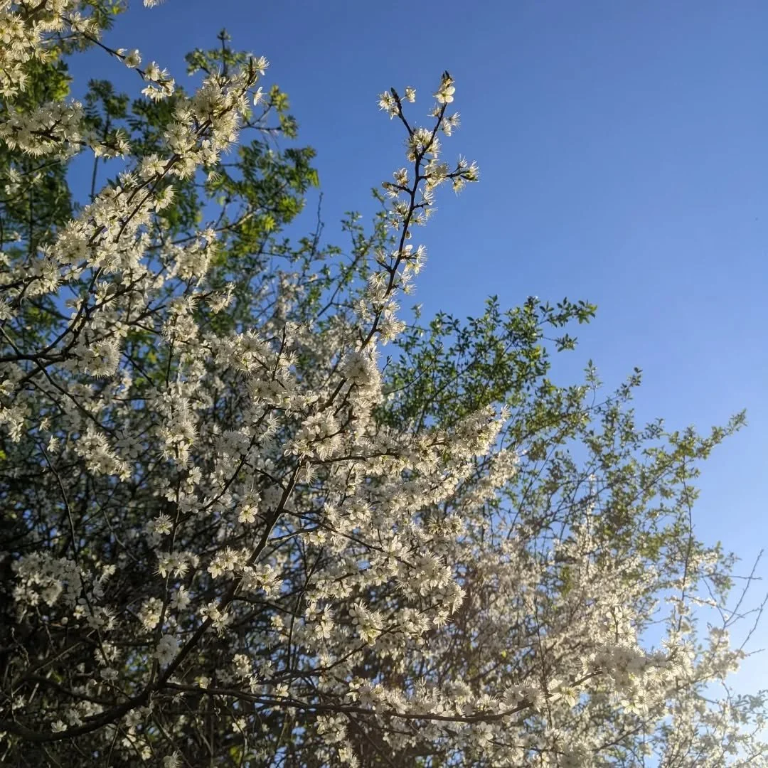 Blue skies and blossom