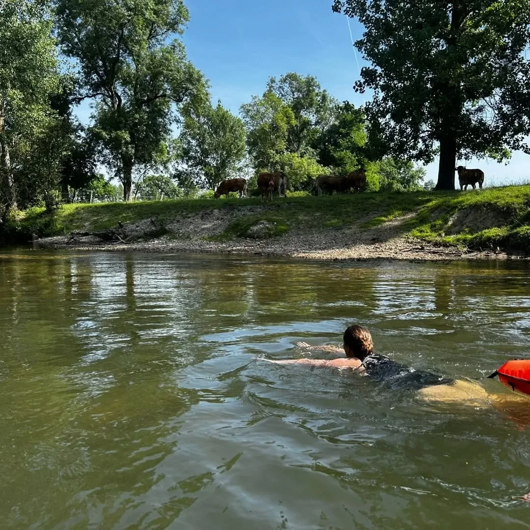 Lots of long swims recently in the beautiful Charente rivers. Herons, dragonflies, sheep to see and the occasional cow taking a dip too!