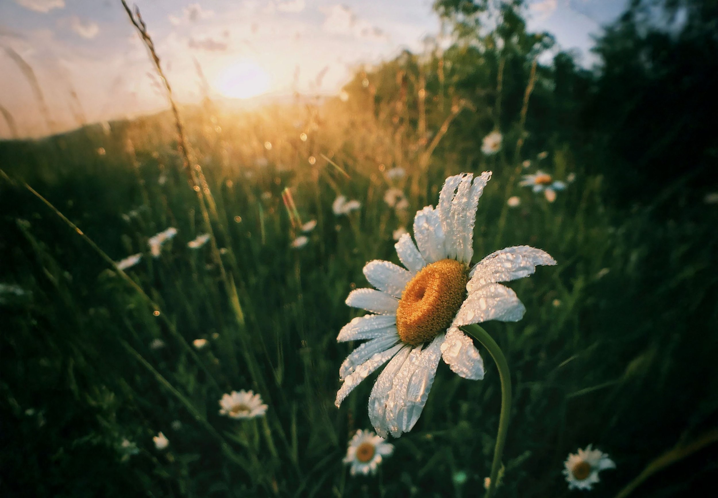Summer Solstice Sister Circle